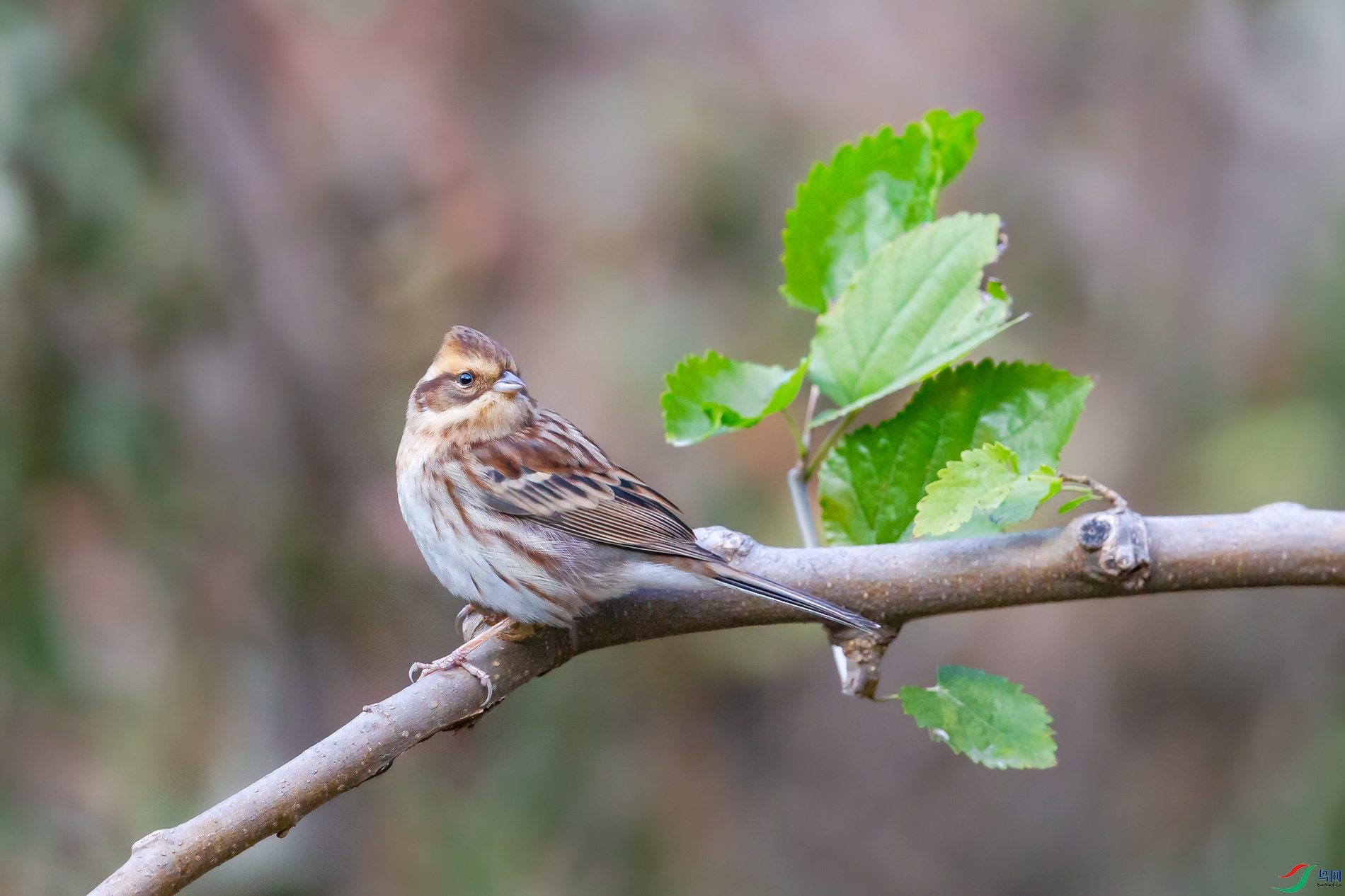 AQ4P3211-1.jpg