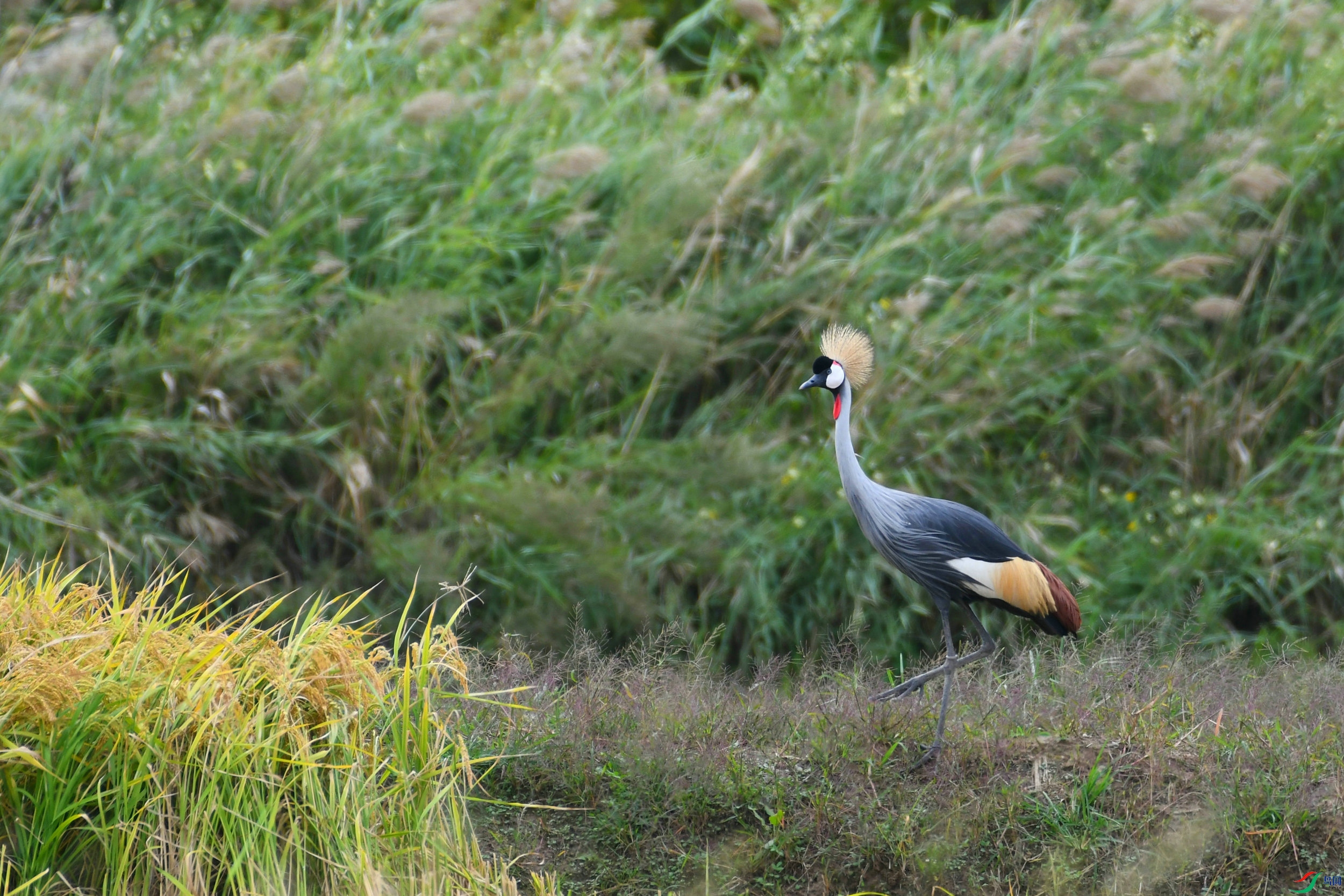 DSC_2517.JPG
