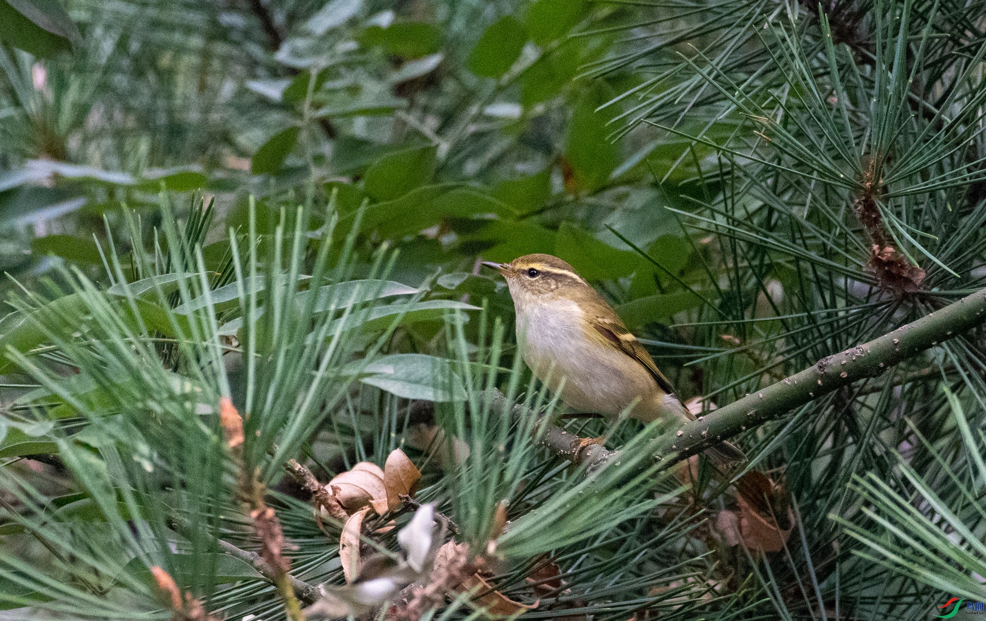 DSC_2323.jpg