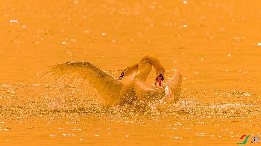 hnzzR230412 _1416.jpg