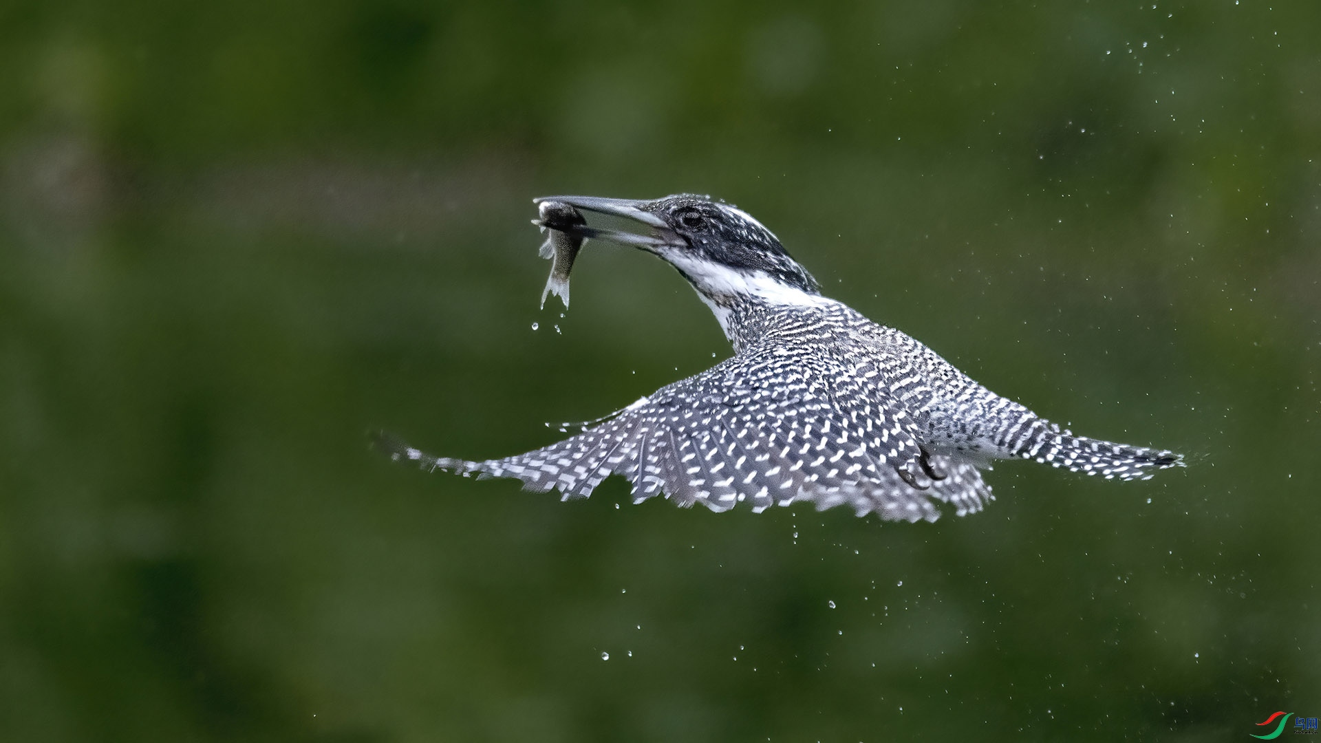 DSC_6446.jpg