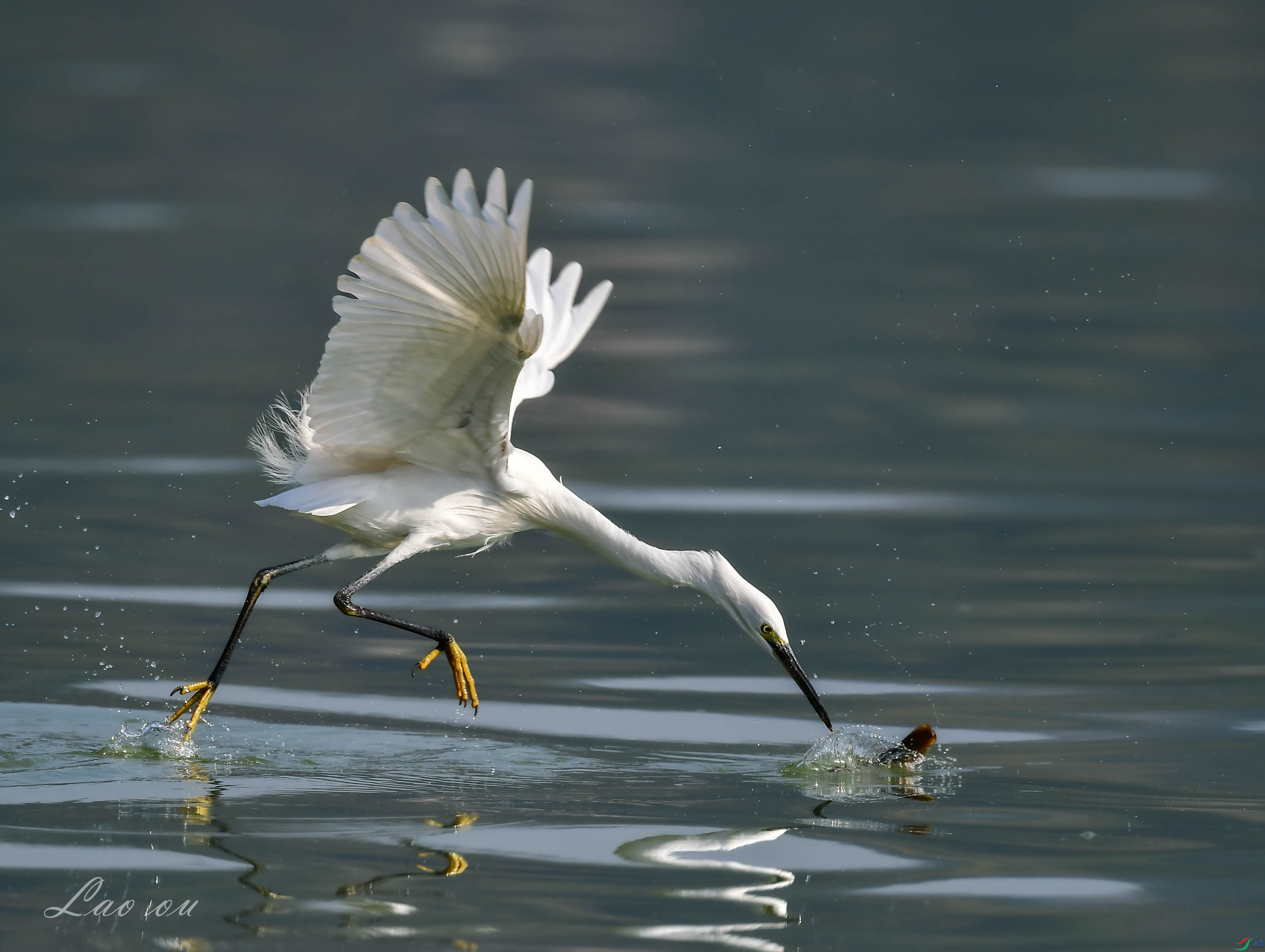 DSC_3733_��1.jpg