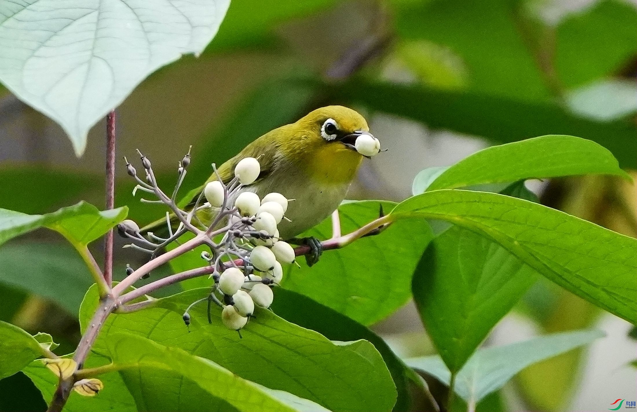 Ʒ��ʳDSC06124_����.jpg
