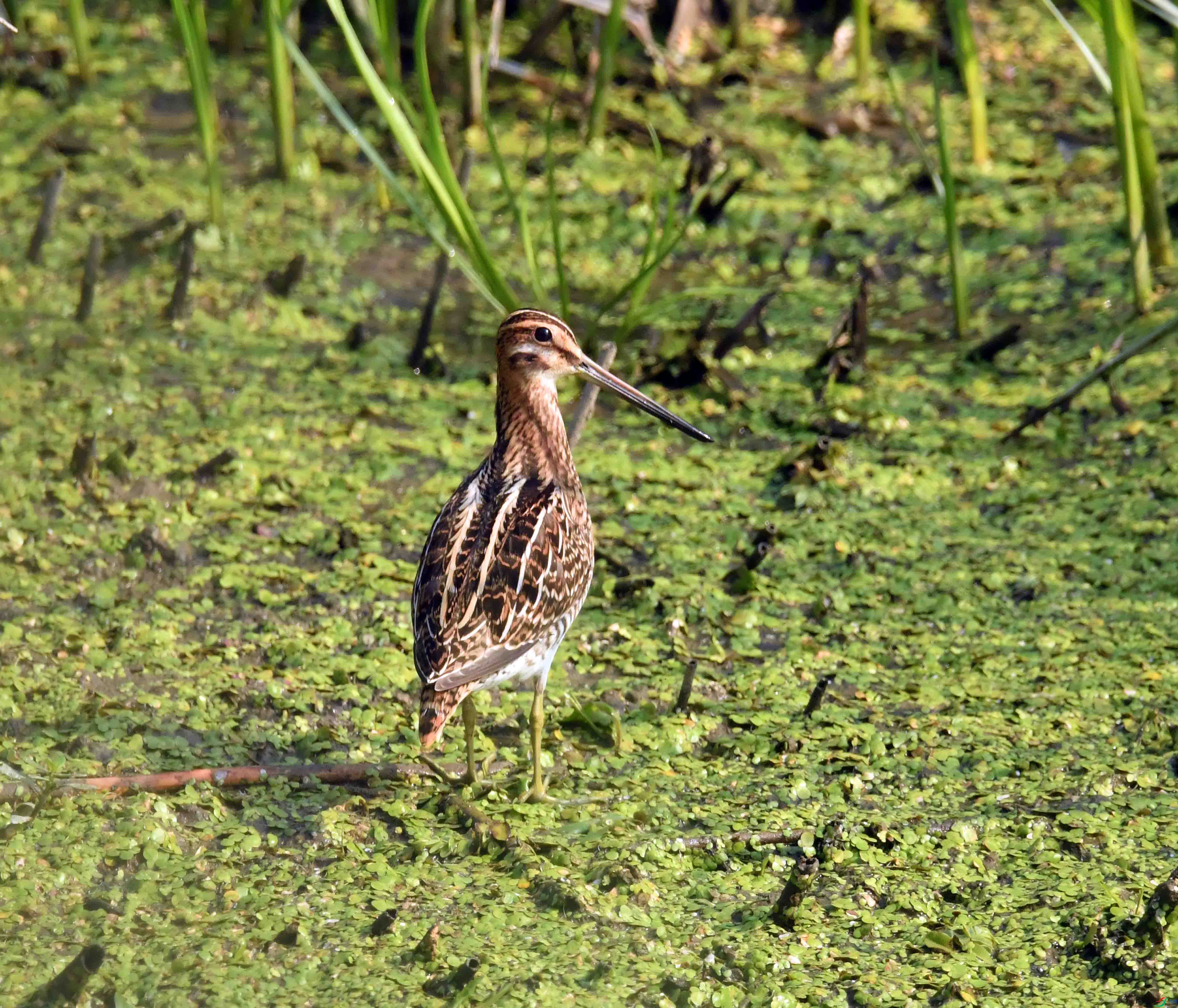 DSC_0285.JPG