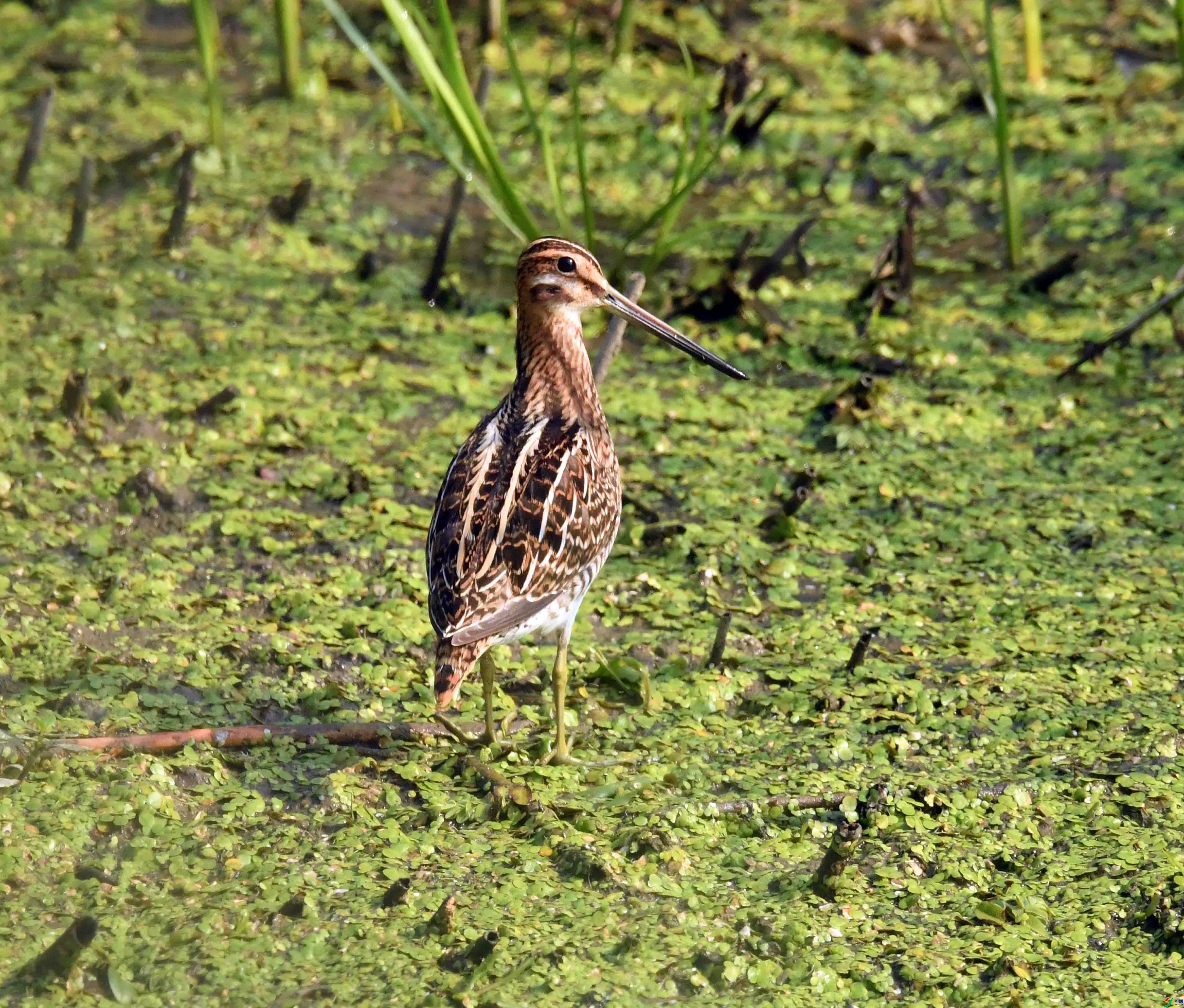 DSC_0287.JPG