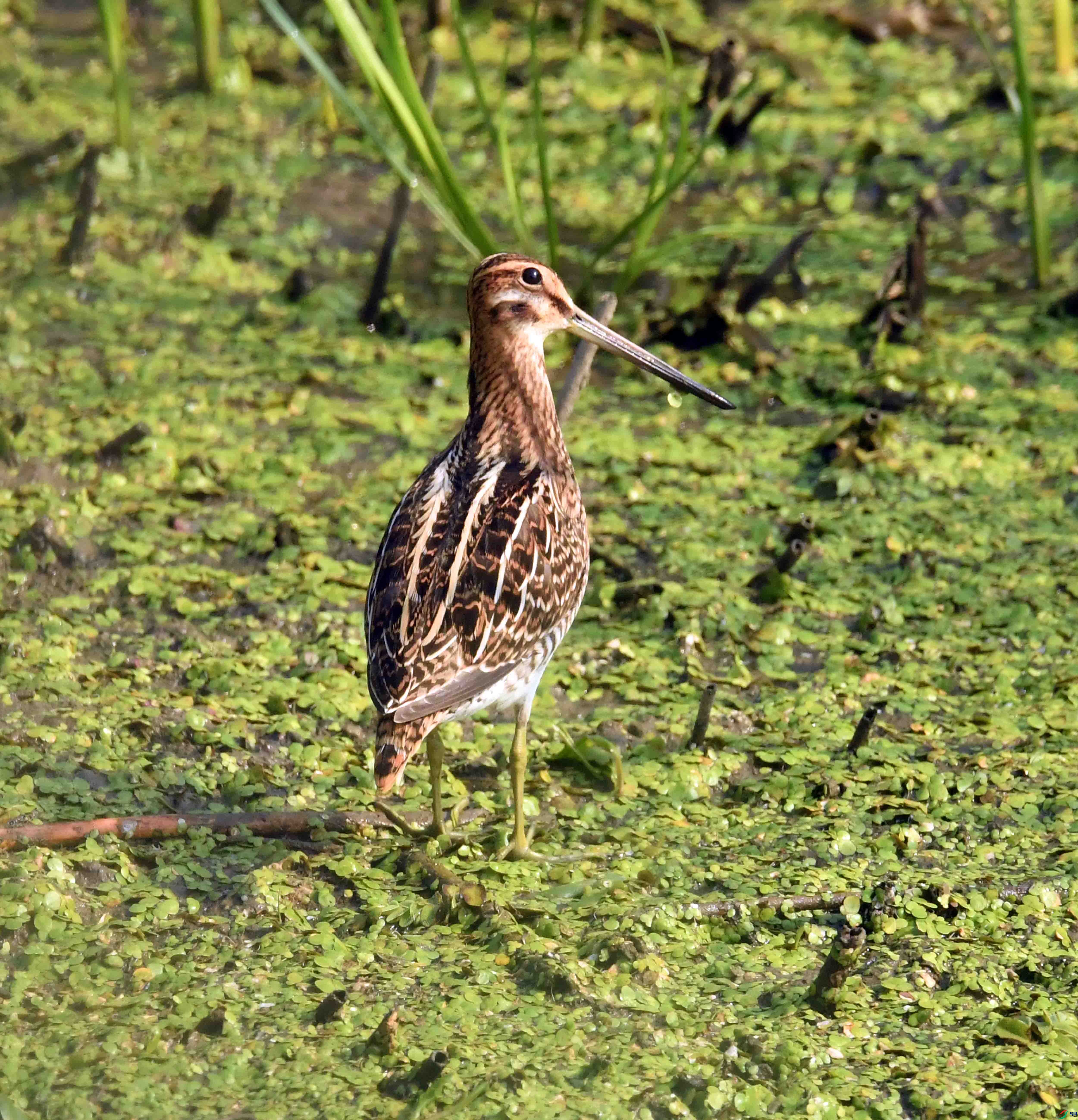 DSC_0291.JPG