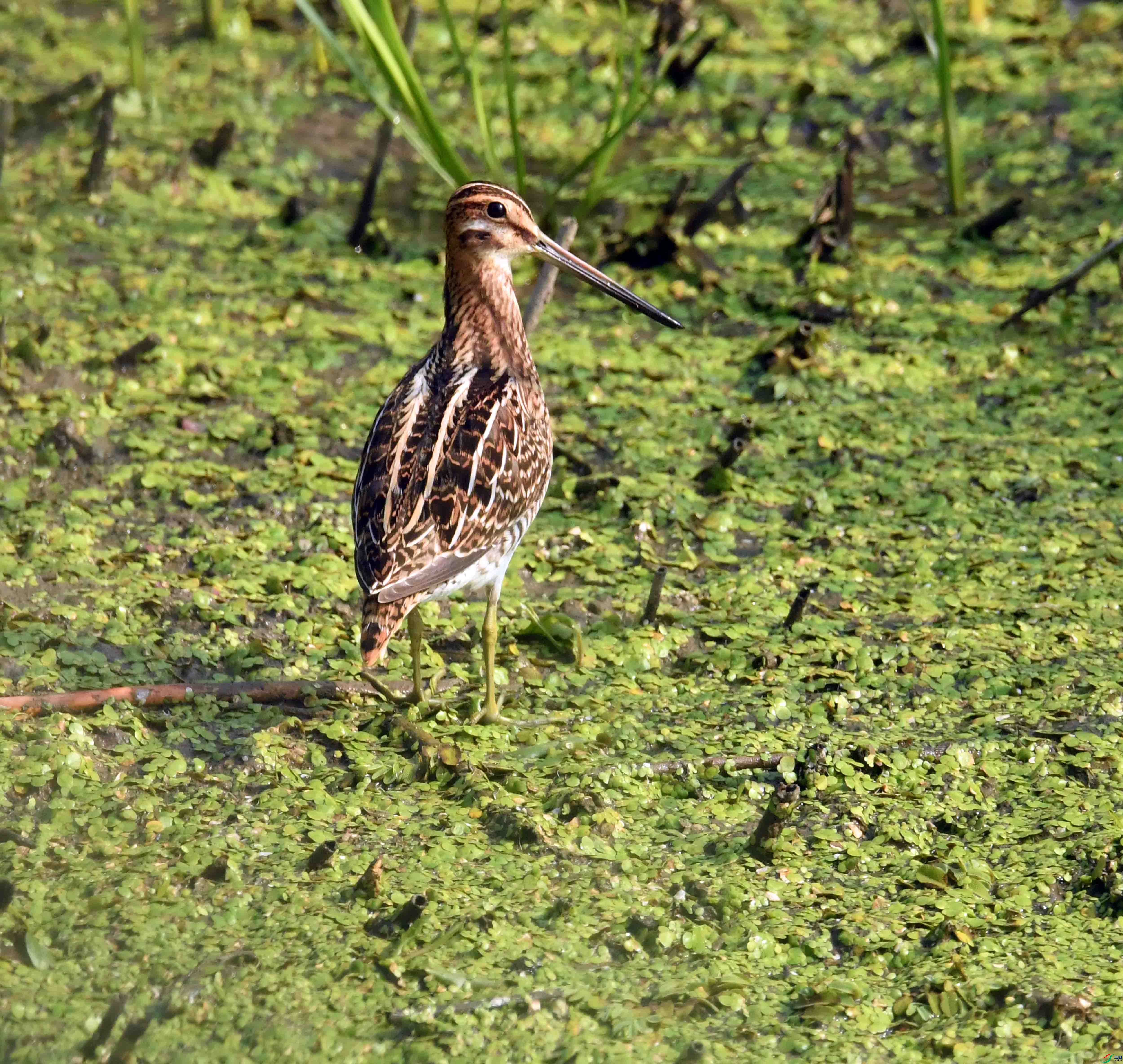 DSC_0289.JPG