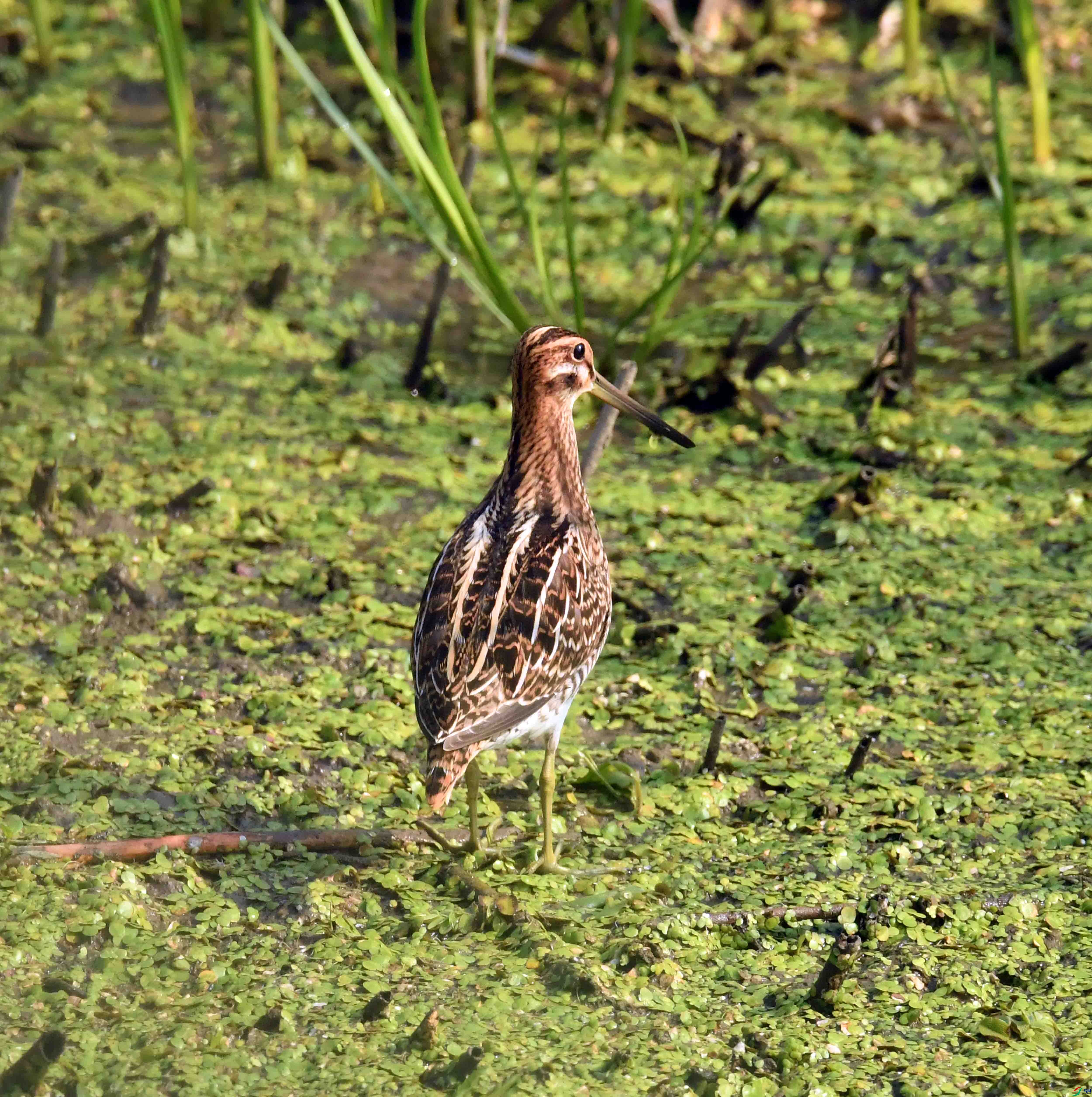 DSC_0296.JPG
