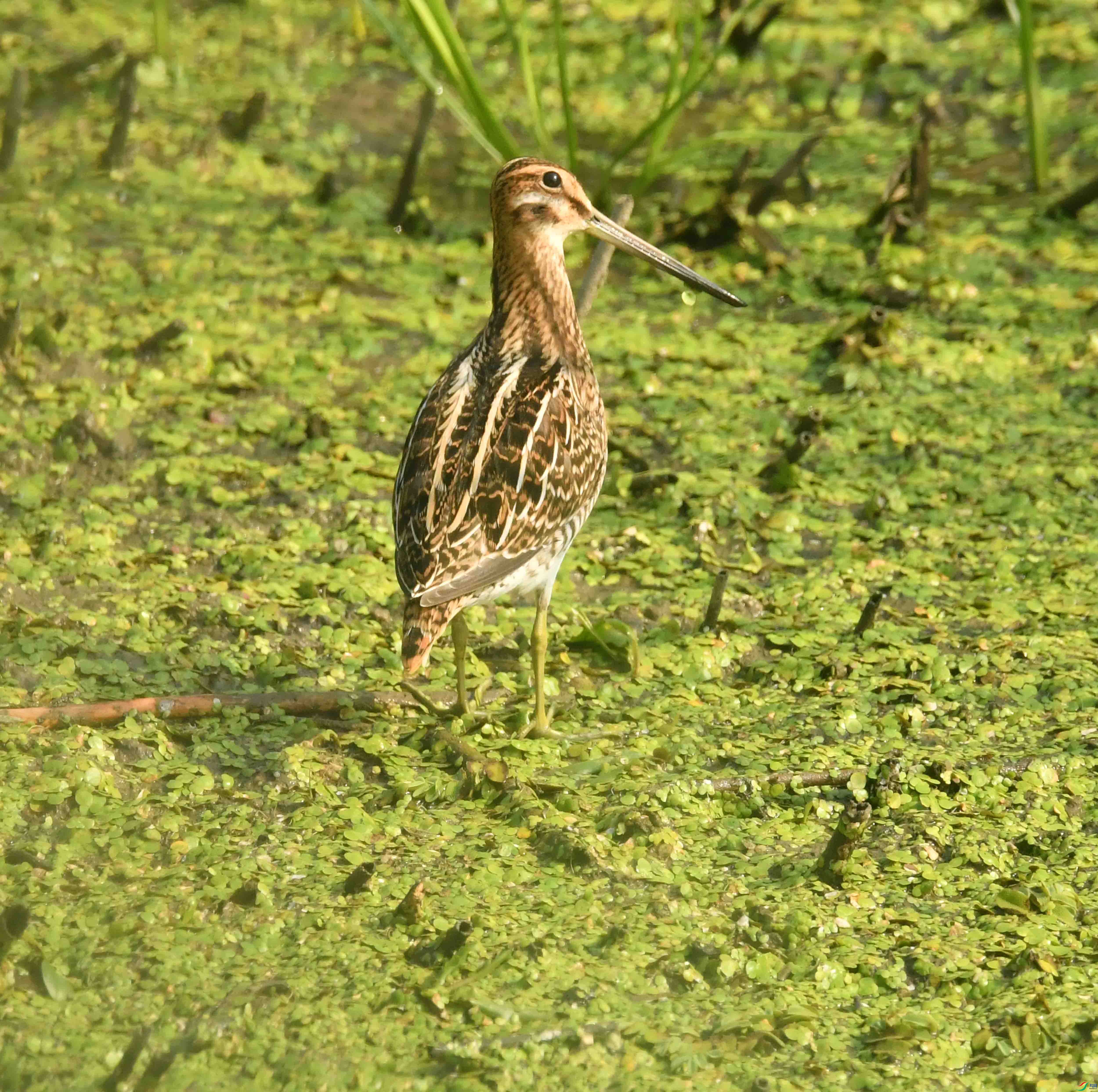 DSC_0292.JPG