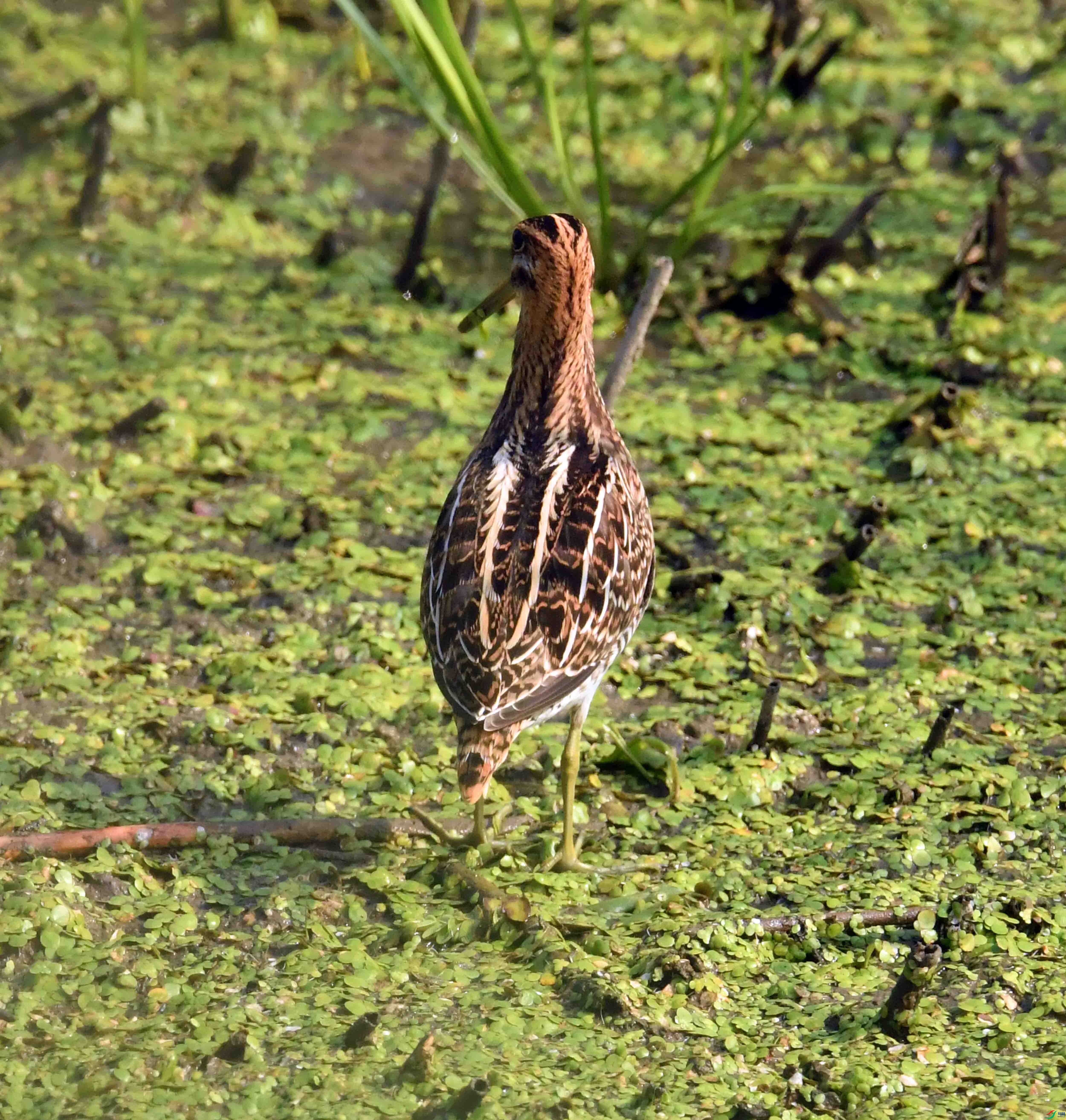 DSC_0300.JPG