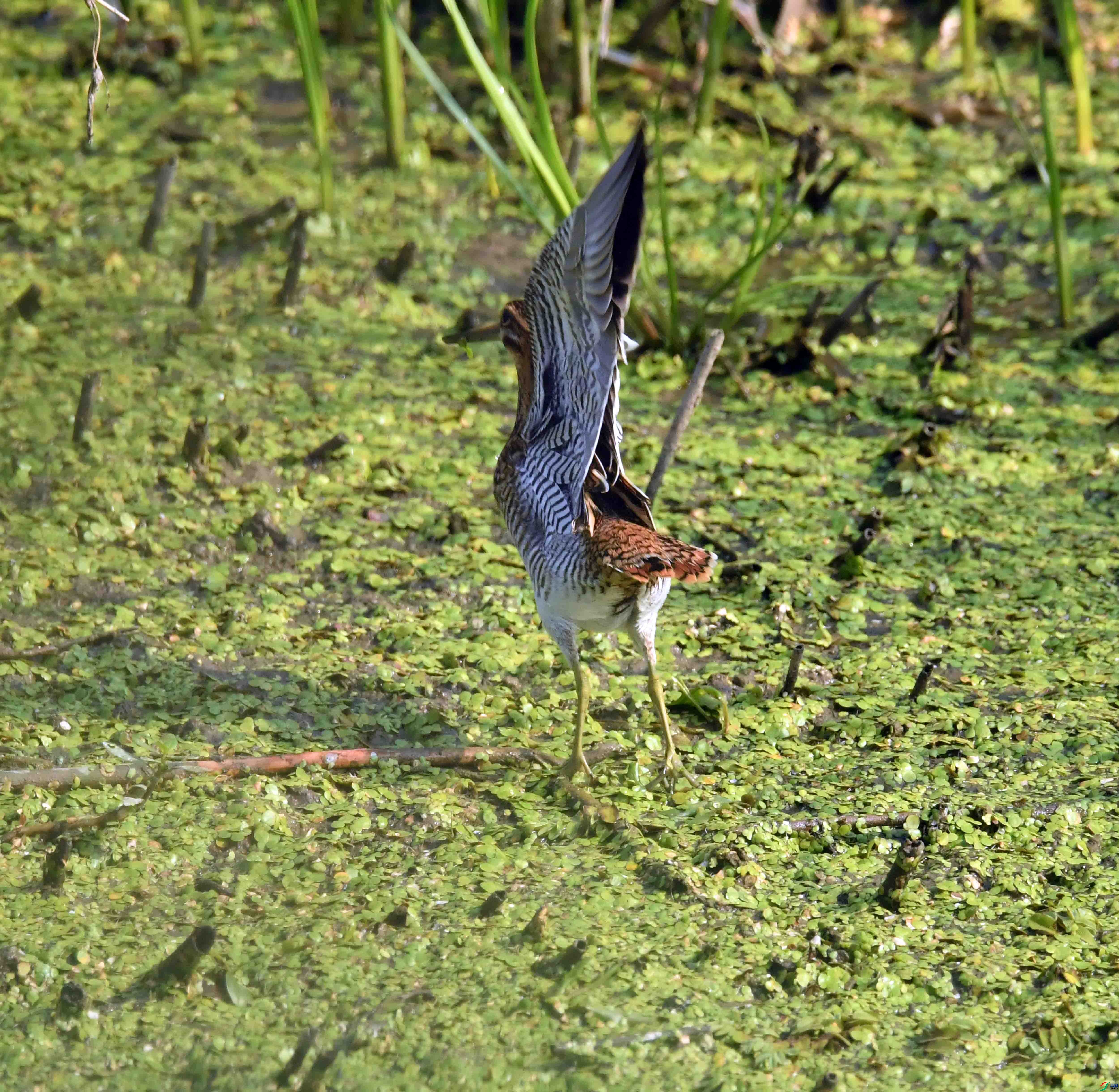 DSC_0304.JPG