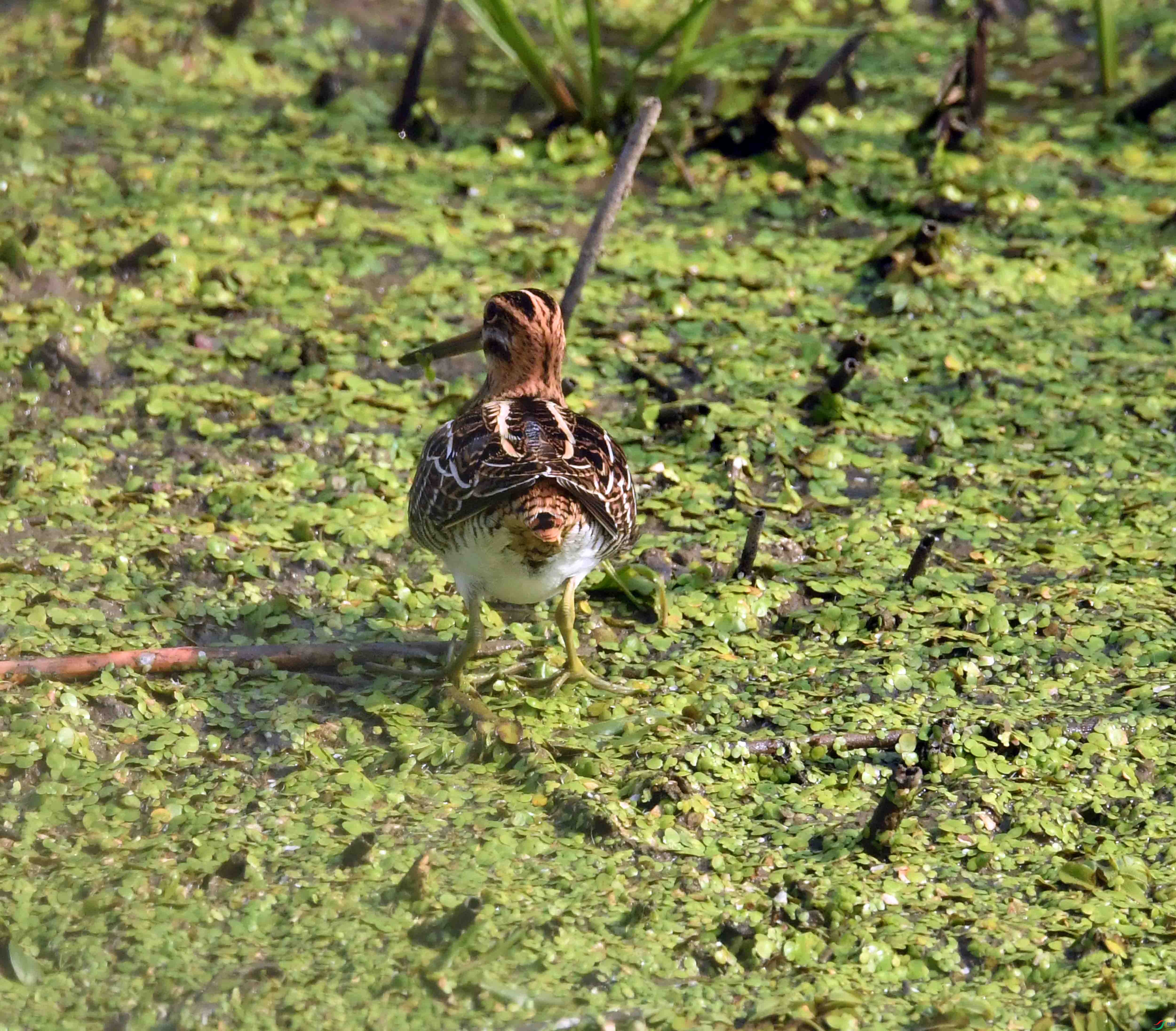 DSC_0303.JPG