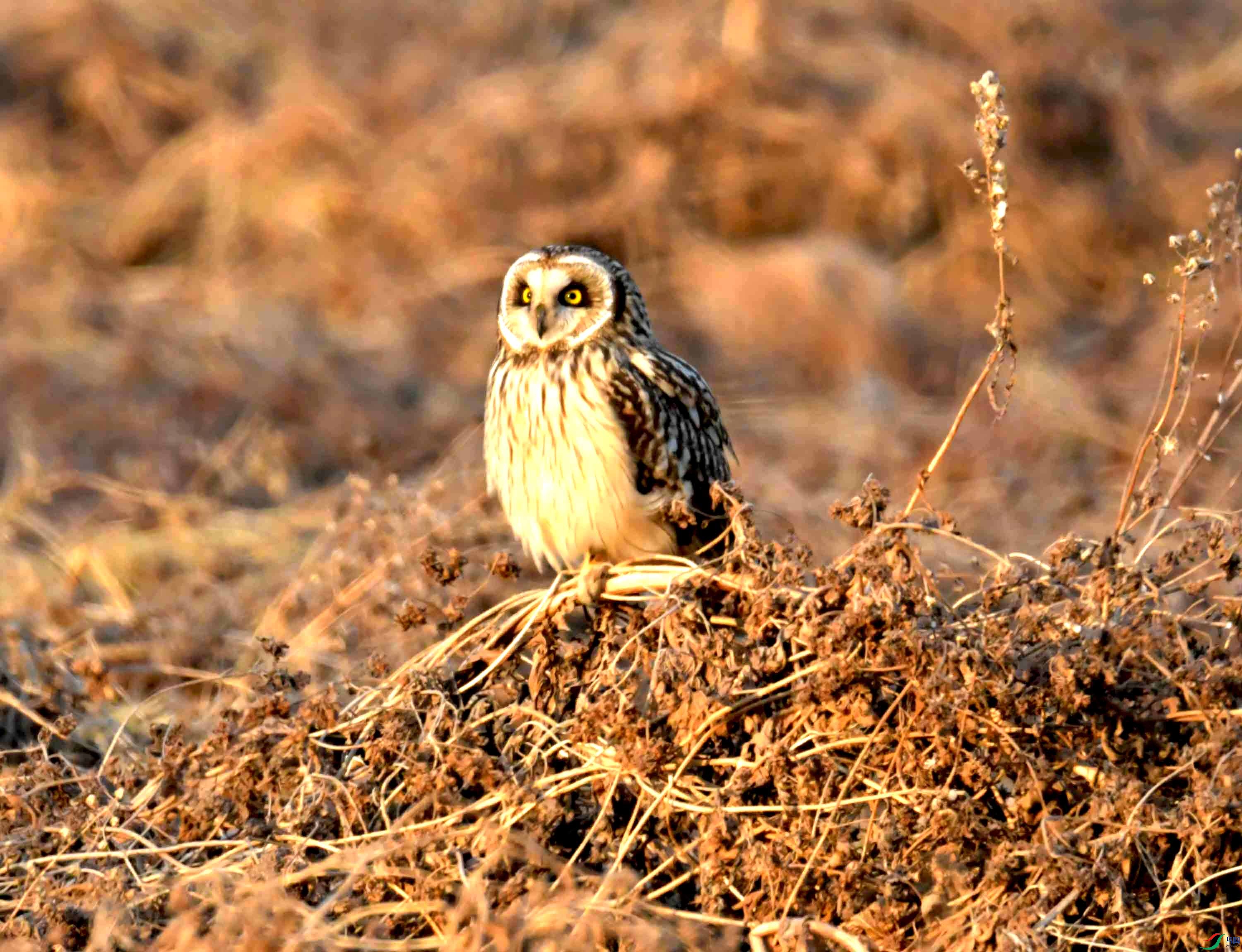 DSC_0825.JPG