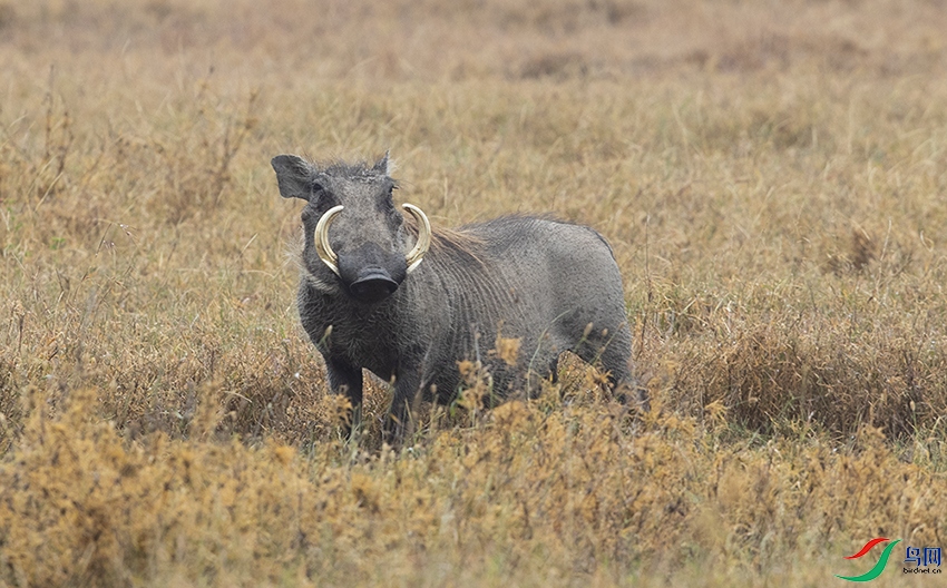 С���� (2).jpg