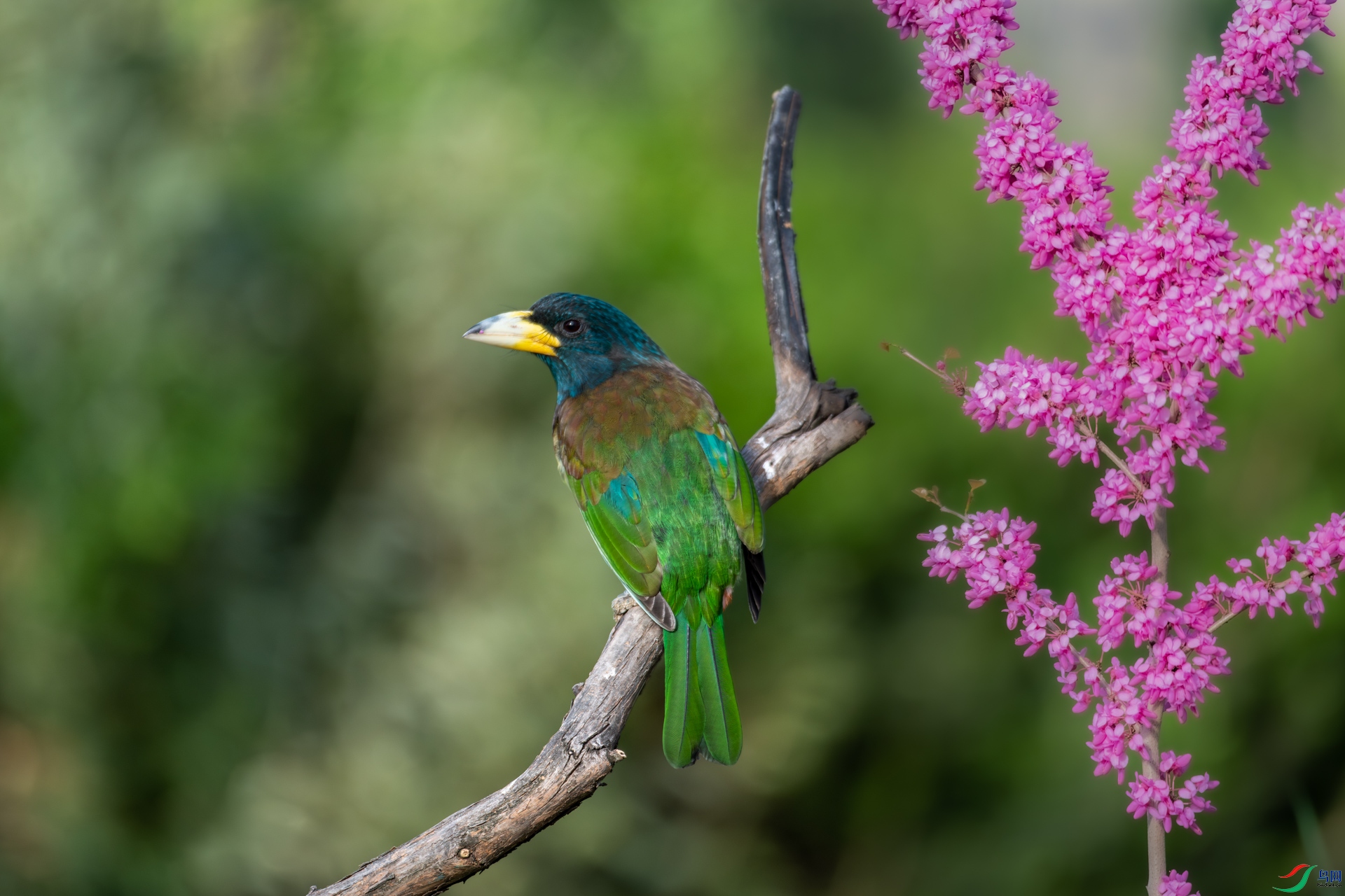 _DSC3525-����ǿ-NR_1.jpg
