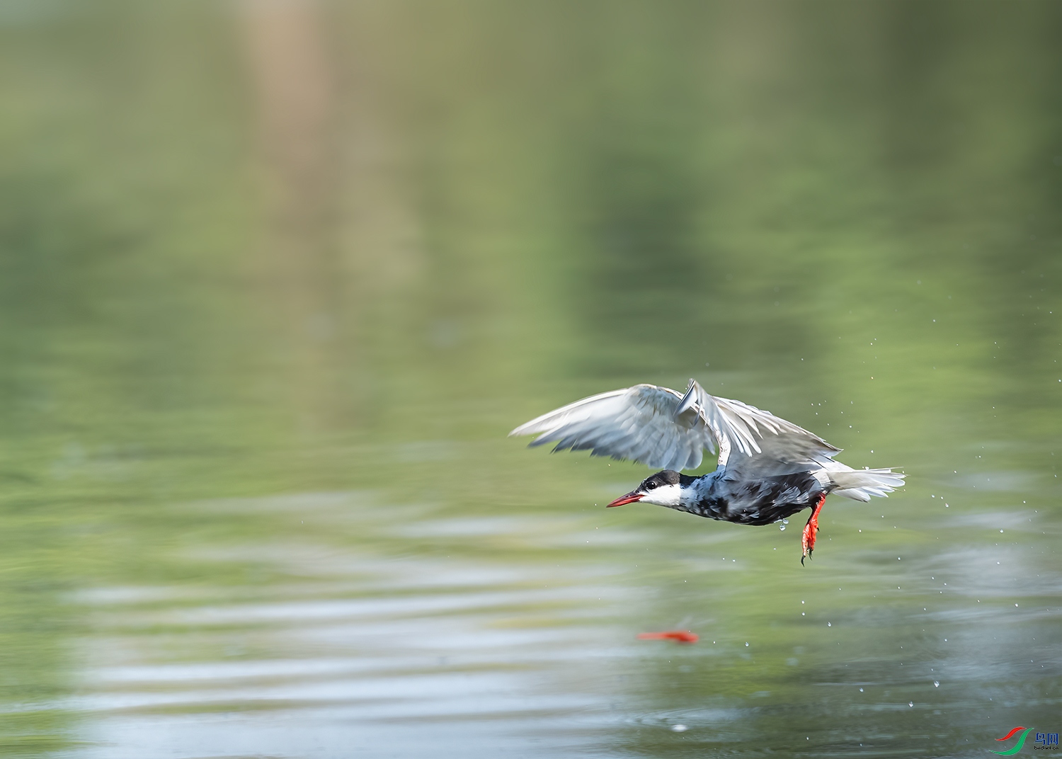 DSC_7331-2.jpg