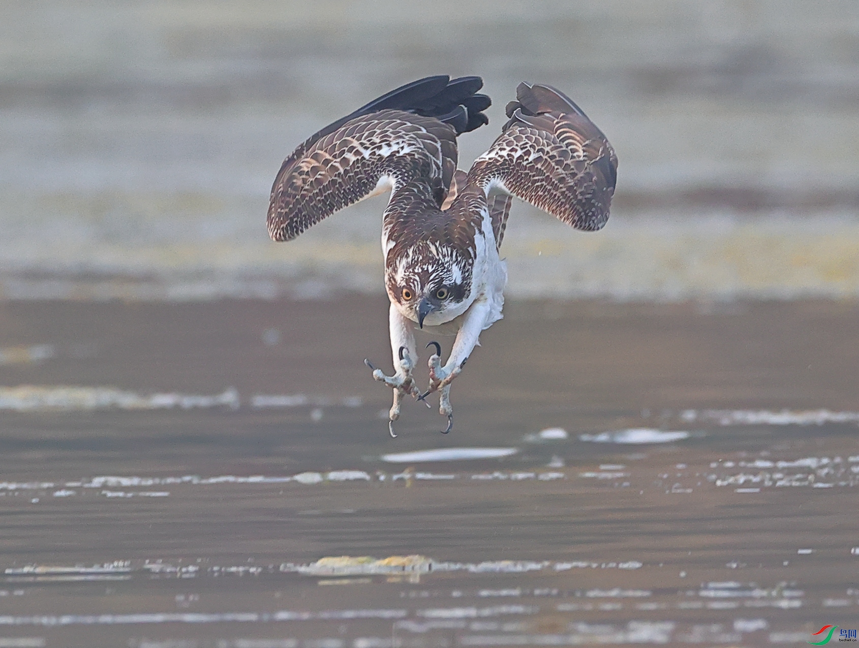 ������+<��������>+ľ�ӽ�