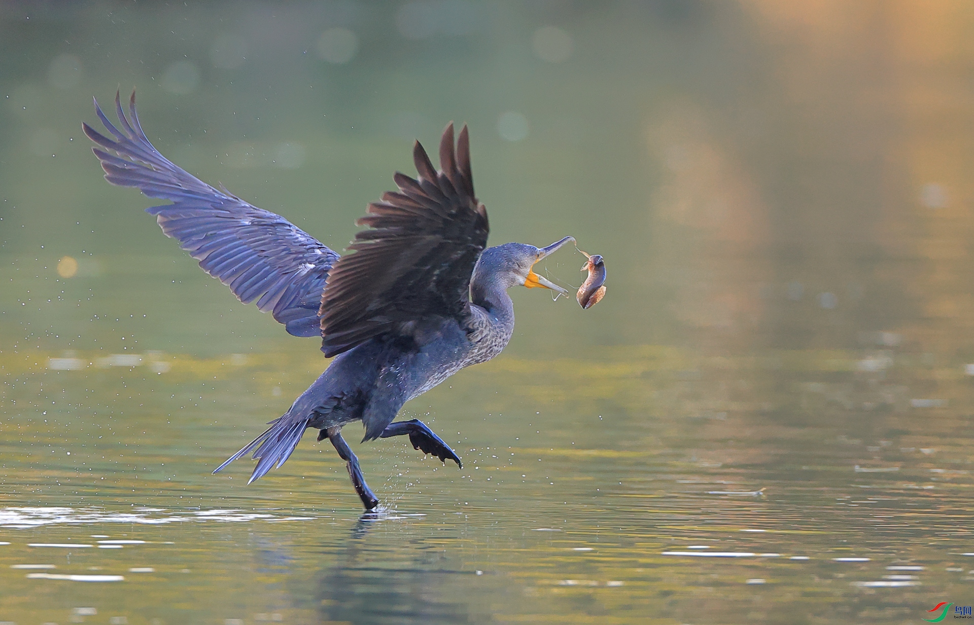 ������+<�ɲ�>+ľ�ӽ�