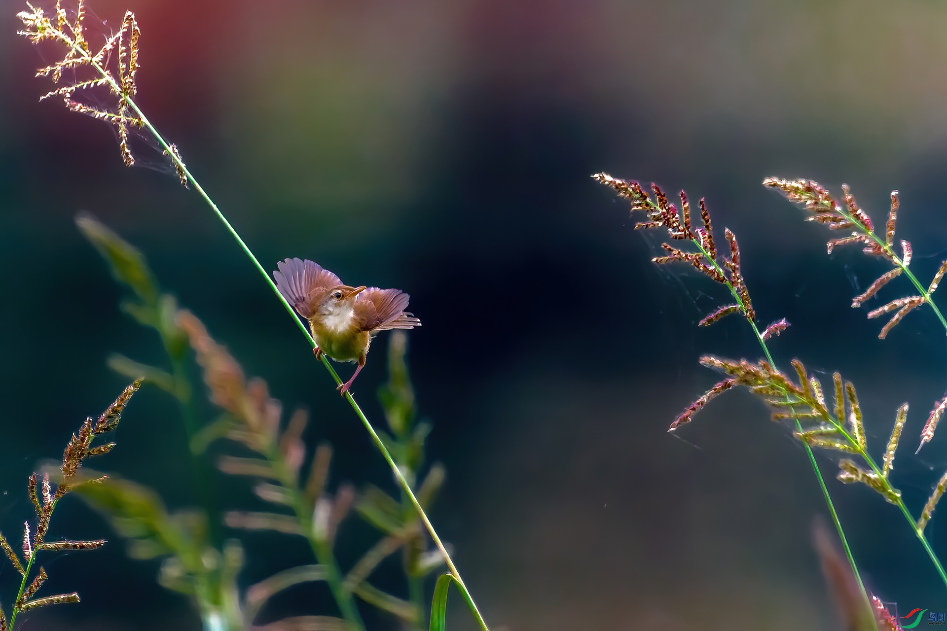 _MG_5592.jpg