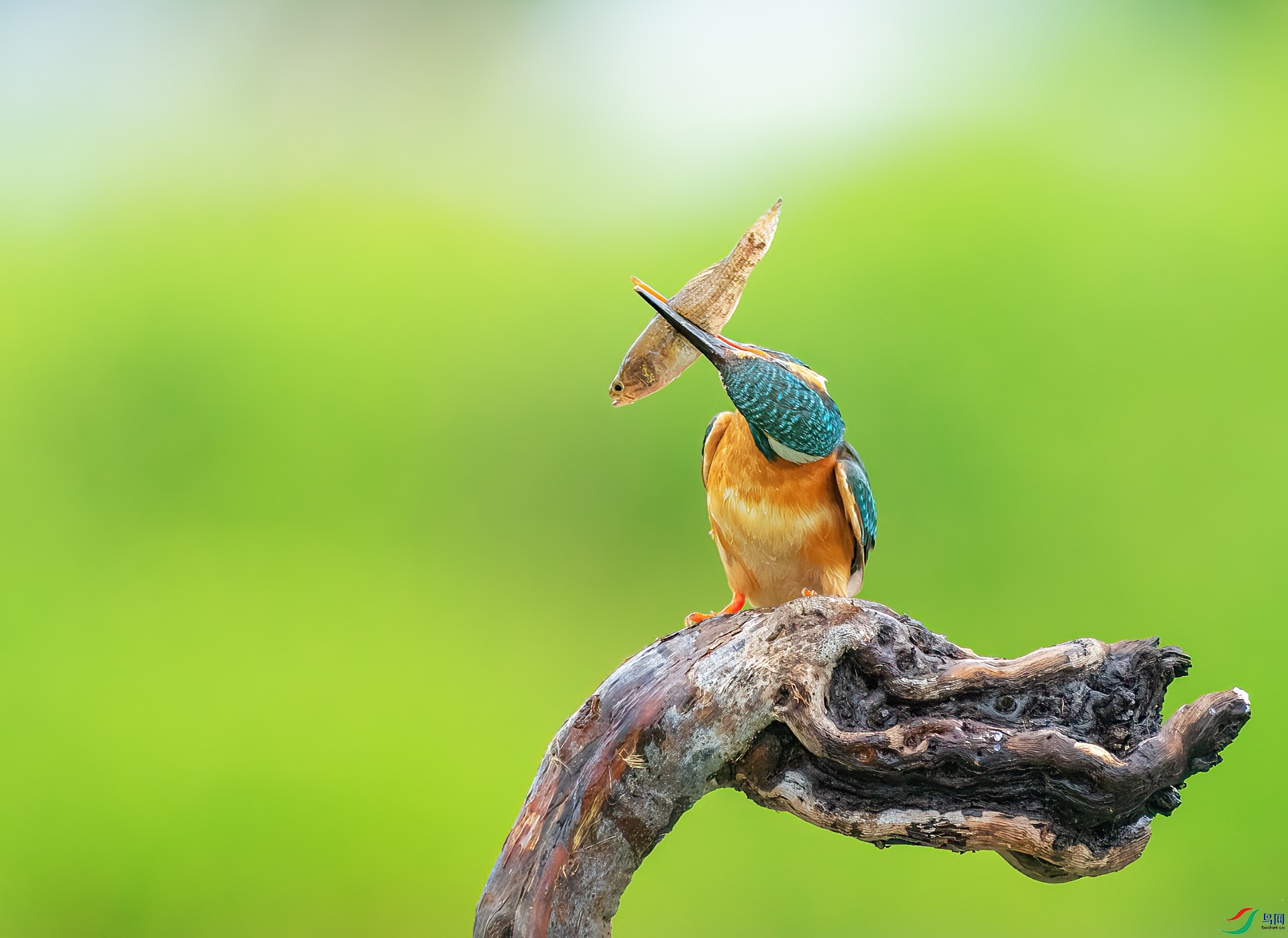 DSC_0375 ����.jpg