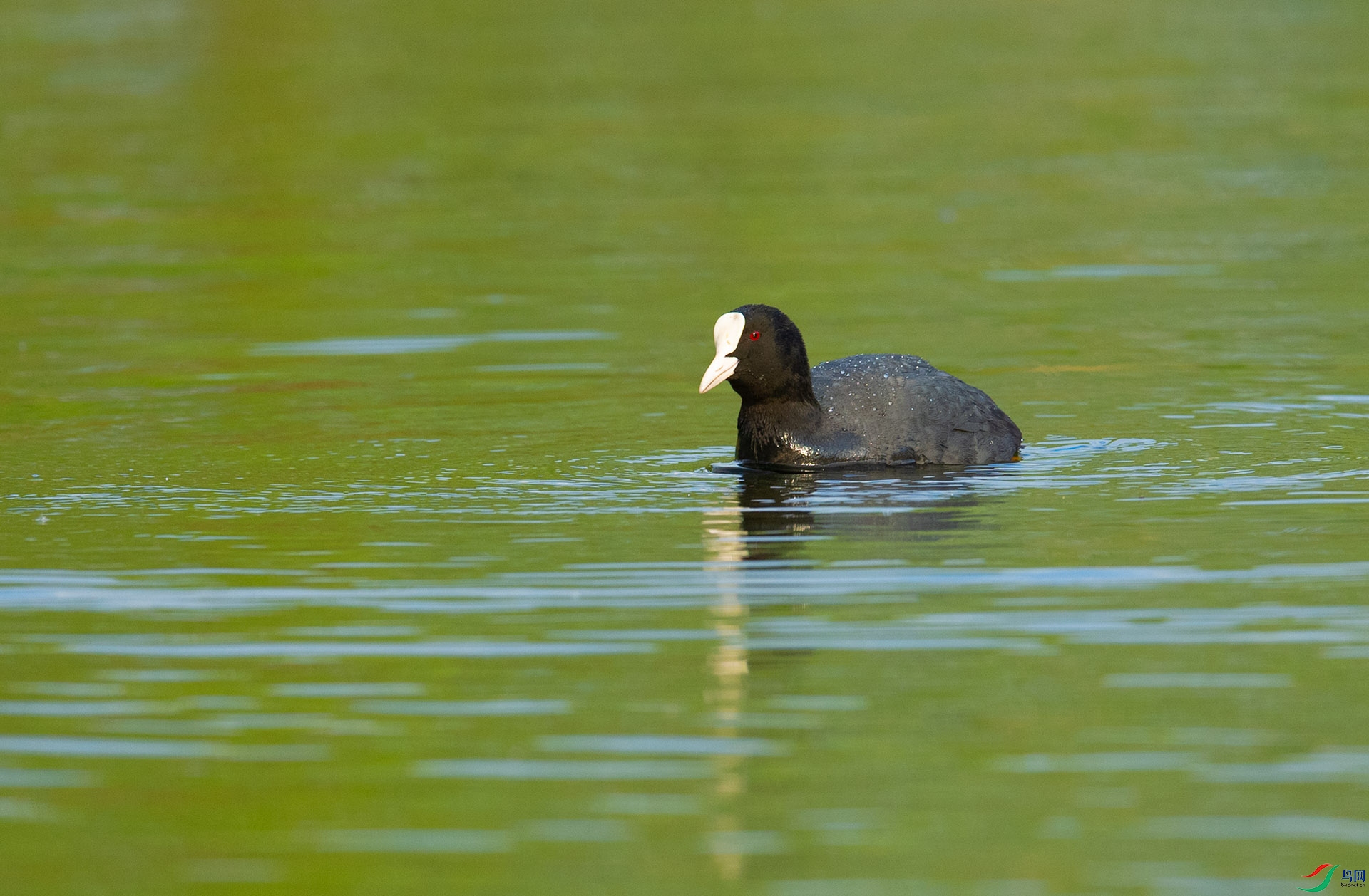 DSC_0593 ����.jpg