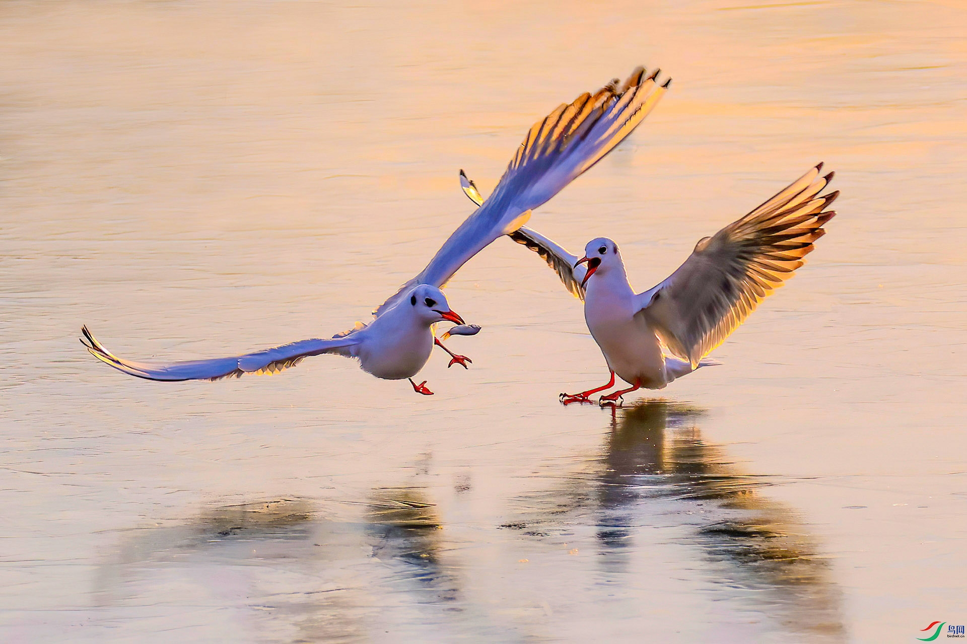 ����Ÿ  ���Ⲷʳ��VIP�����ˣ�6E8A6641---333---666-DeNoiseAI-denoise.jpg