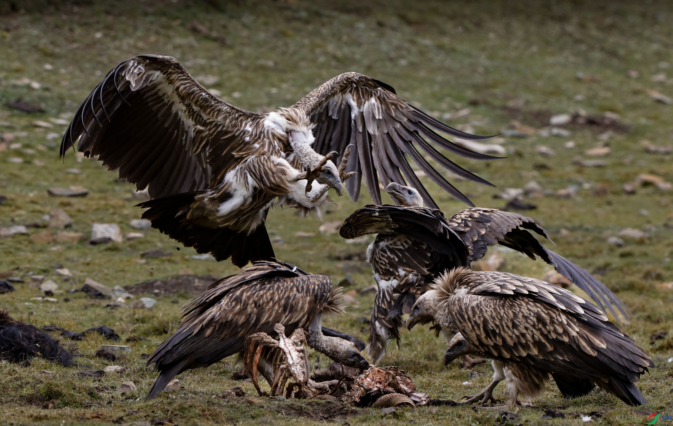 _X5A7666 - ����.JPG