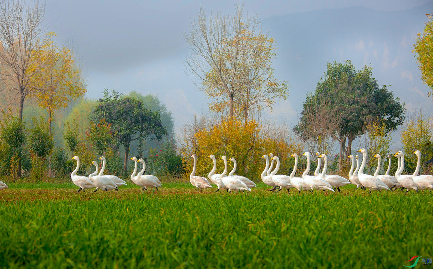 _95A2100-�ָ���.jpg