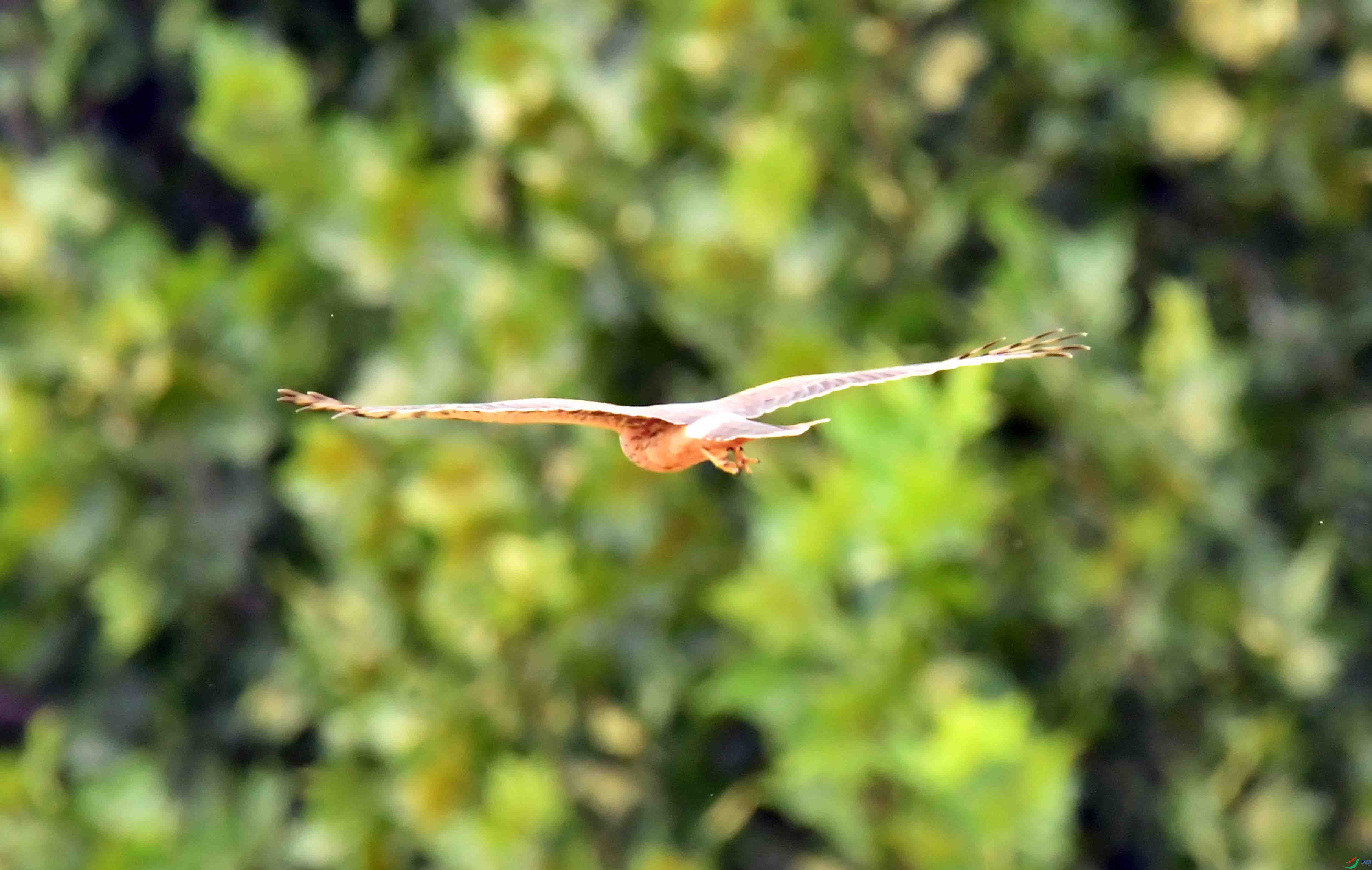 DSC_4666.JPG