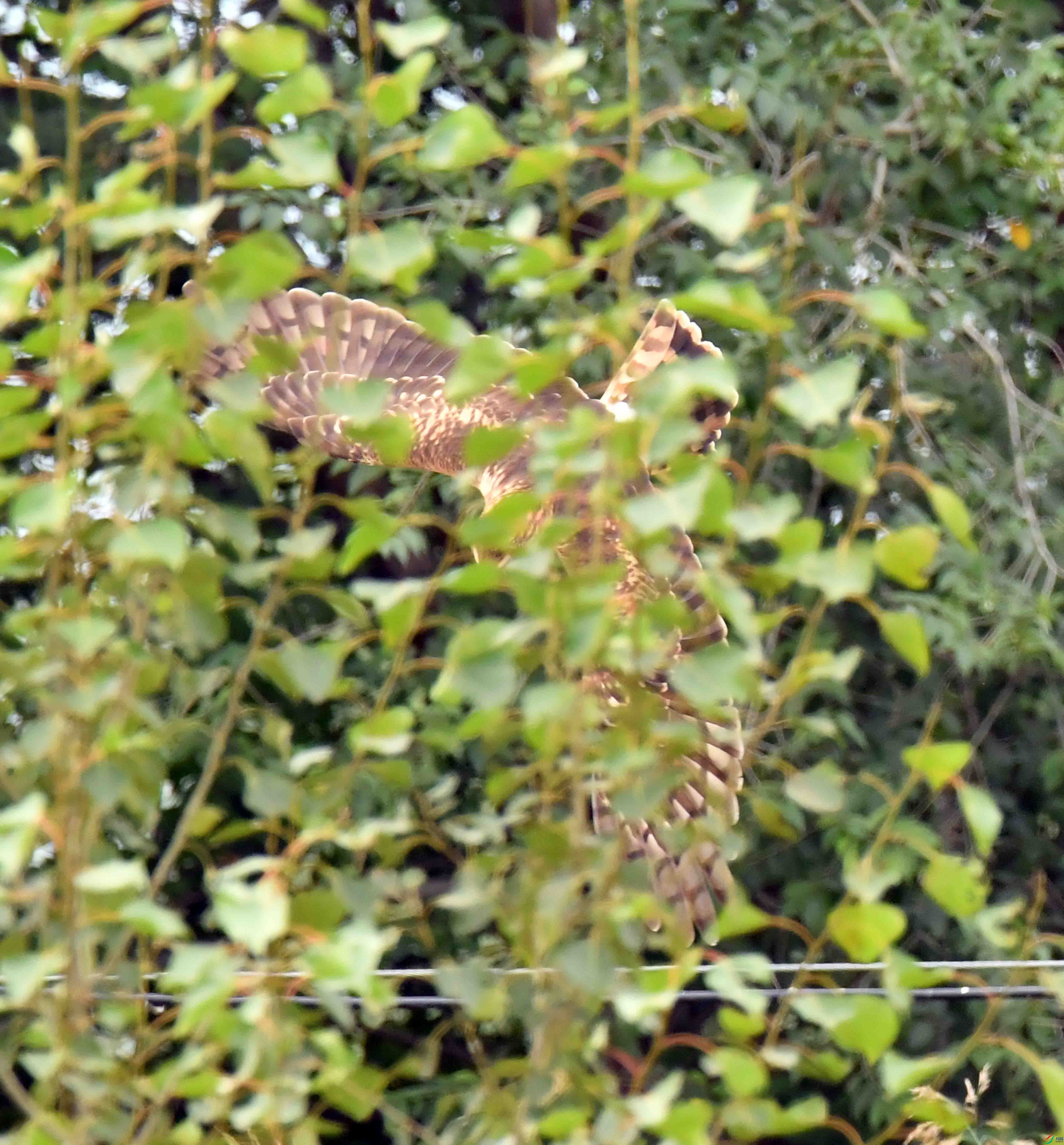 DSC_4673.JPG