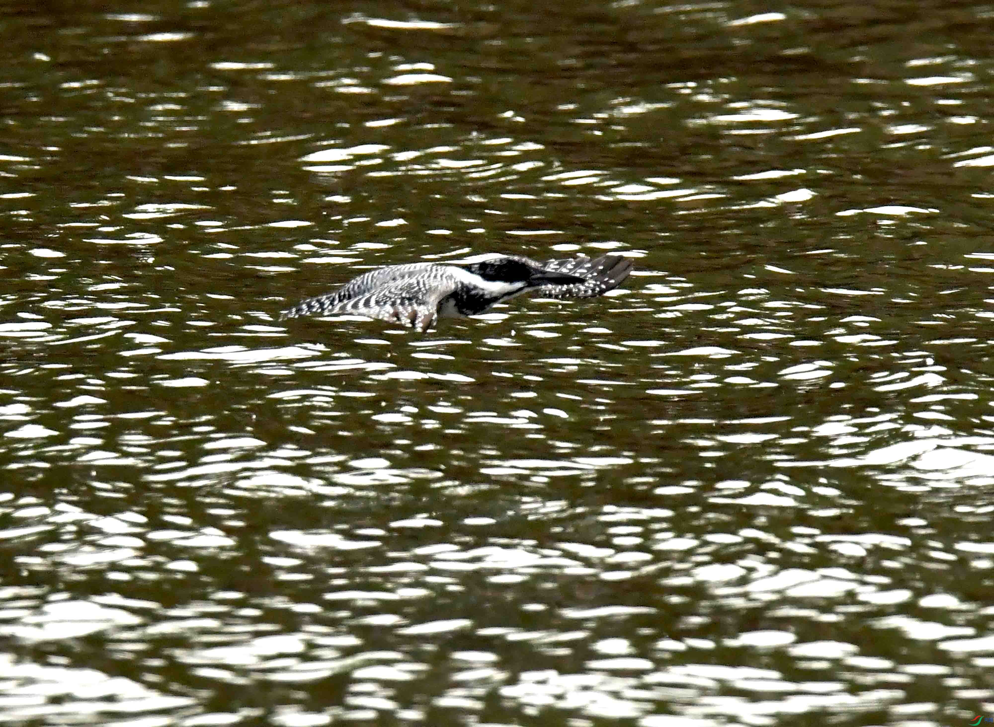 DSC_9757.JPG