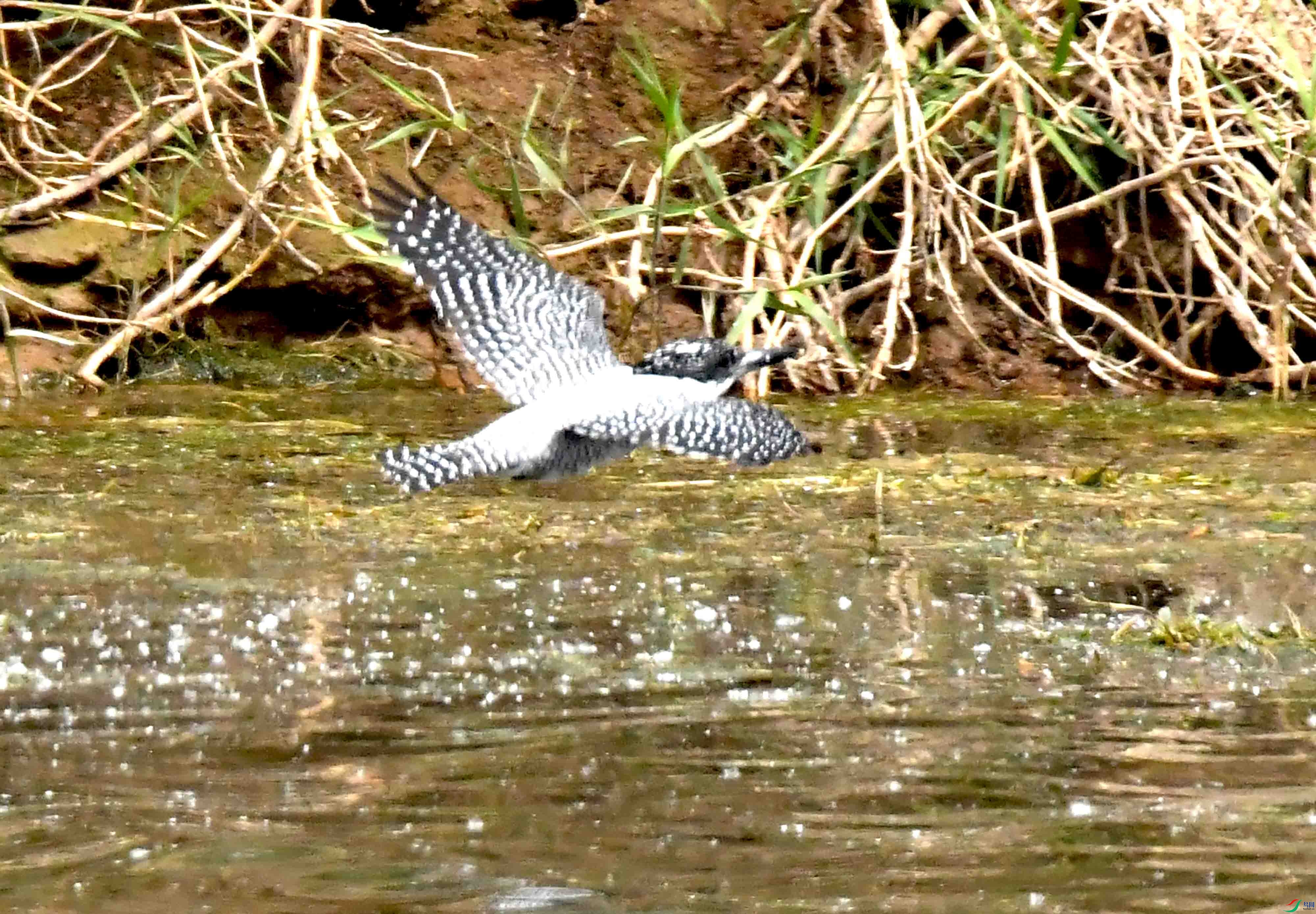 DSC_9883.JPG