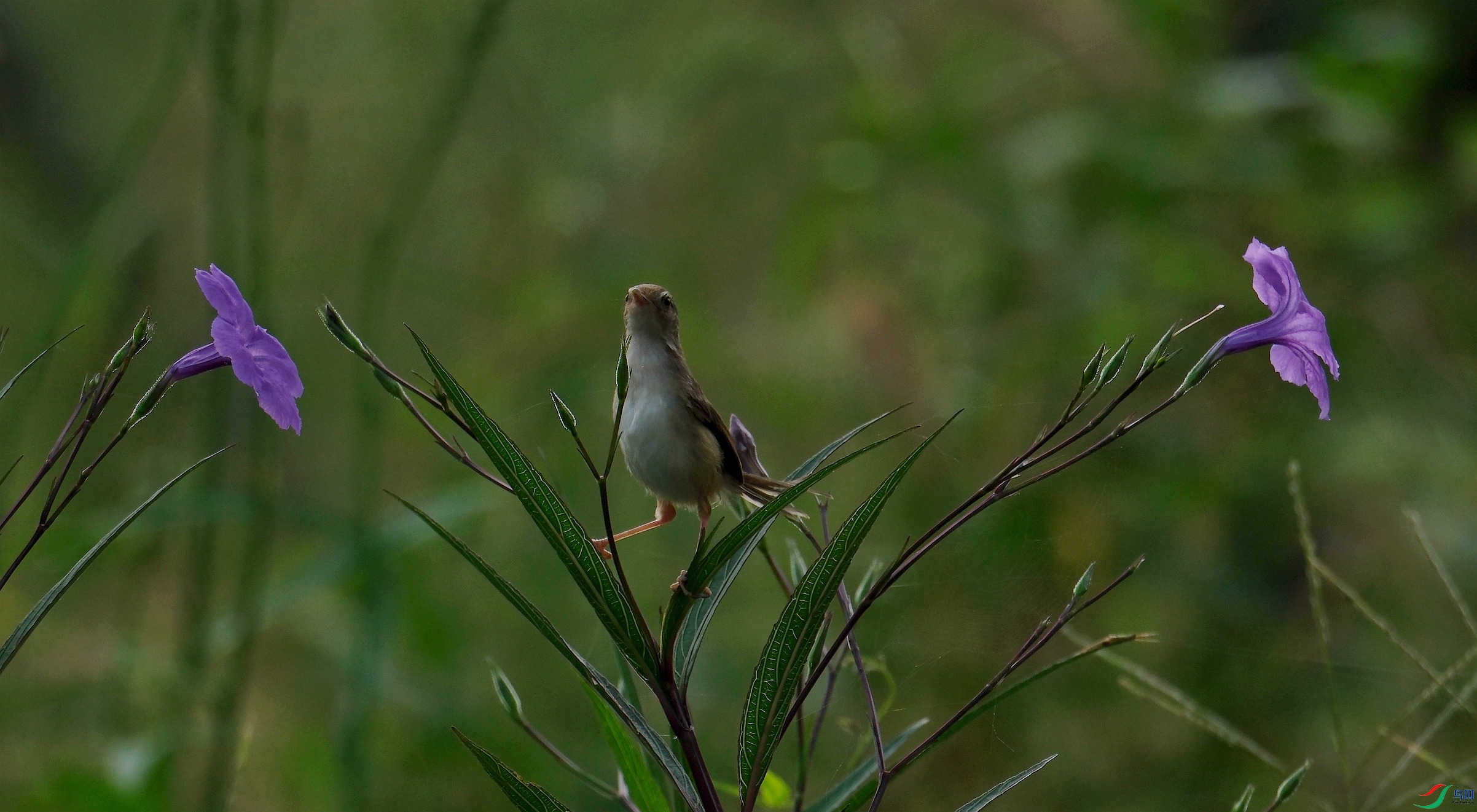 DSCF5101.jpg