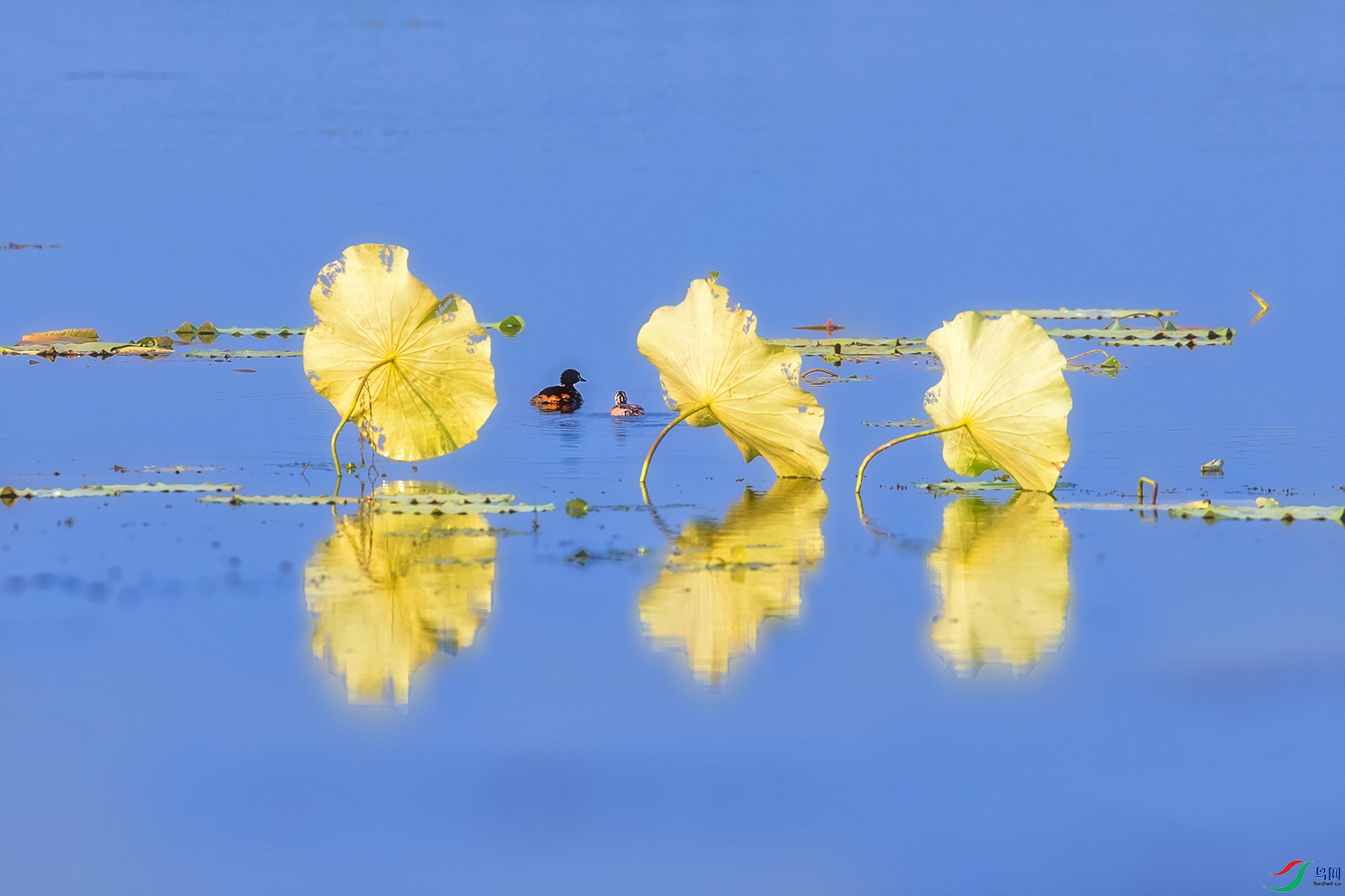 С����----Я����߮��Ҷ��