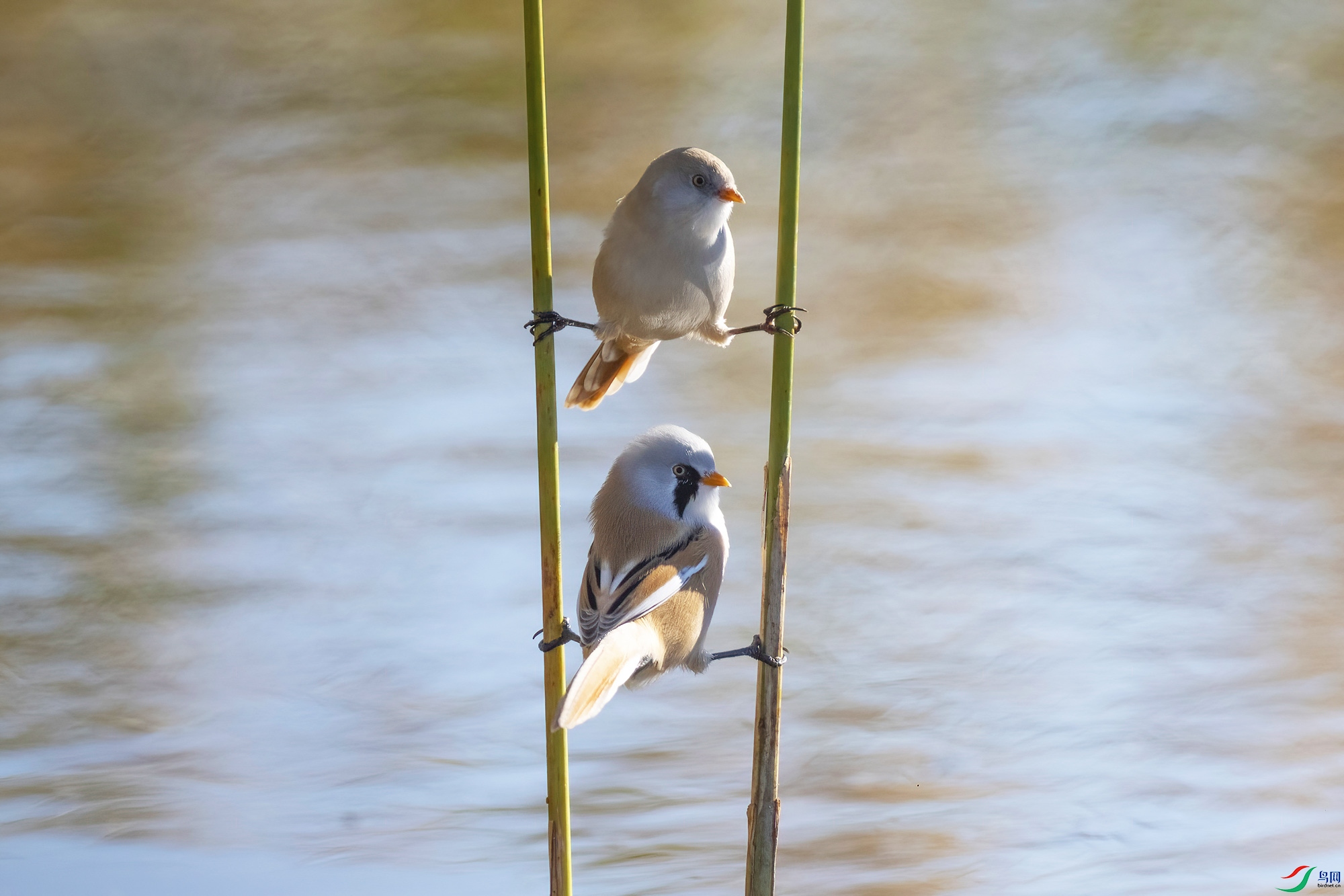 DSC_6930-DeNoiseAI-raw.jpg