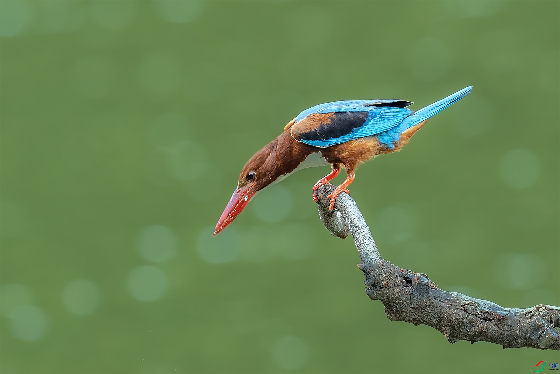 111082A1667 ����.j-nwpg.jpg