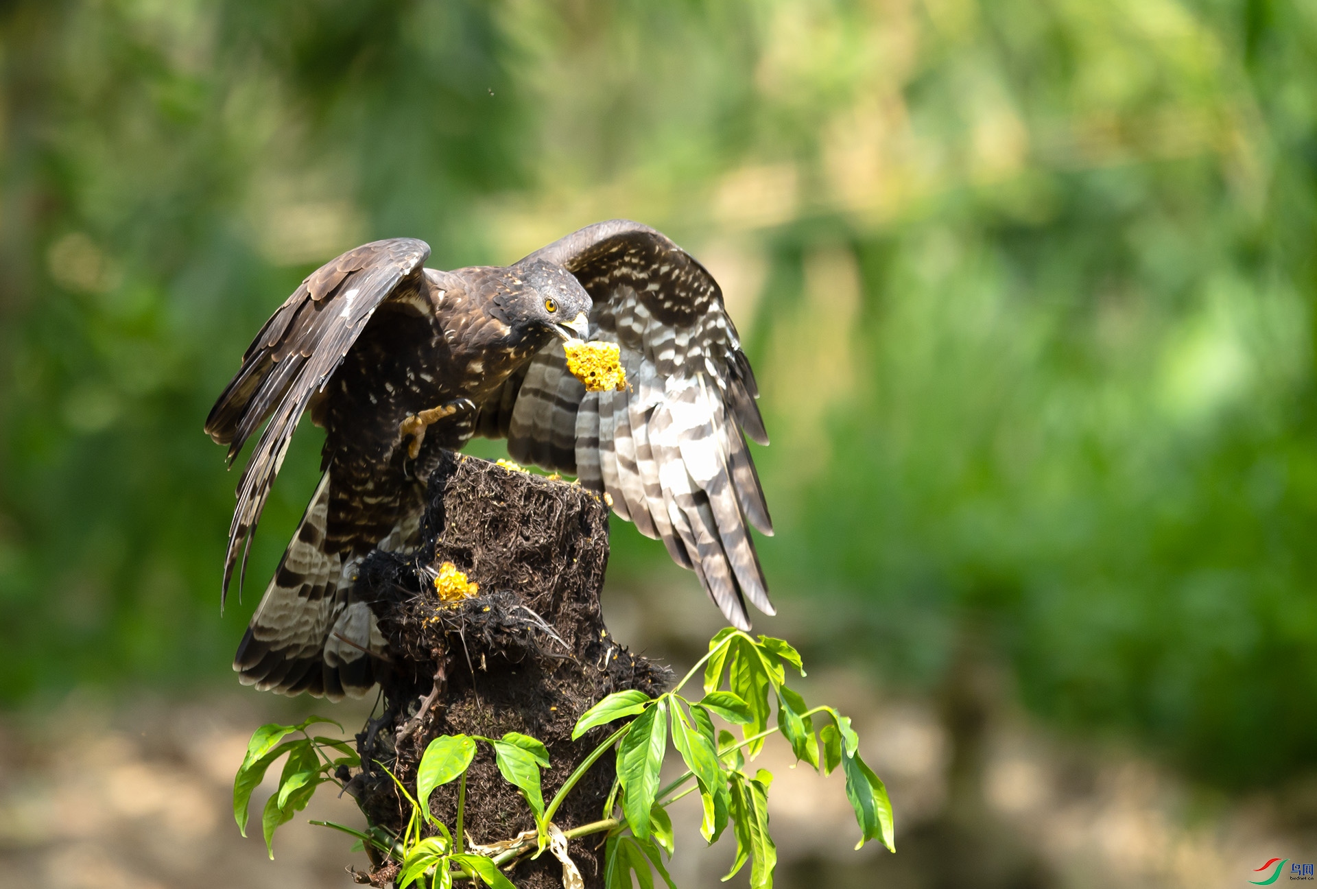 ��DSC_2409 ��ؐ.jpg