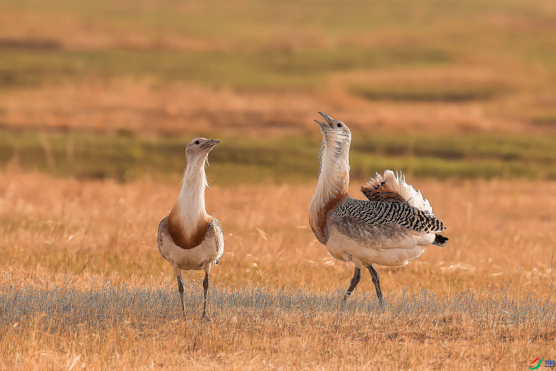 9.23ɽɽɽ��ʦ��Ʒ   ��ԭ�  �ٻ�2023��9��23����ҳ����.jpg