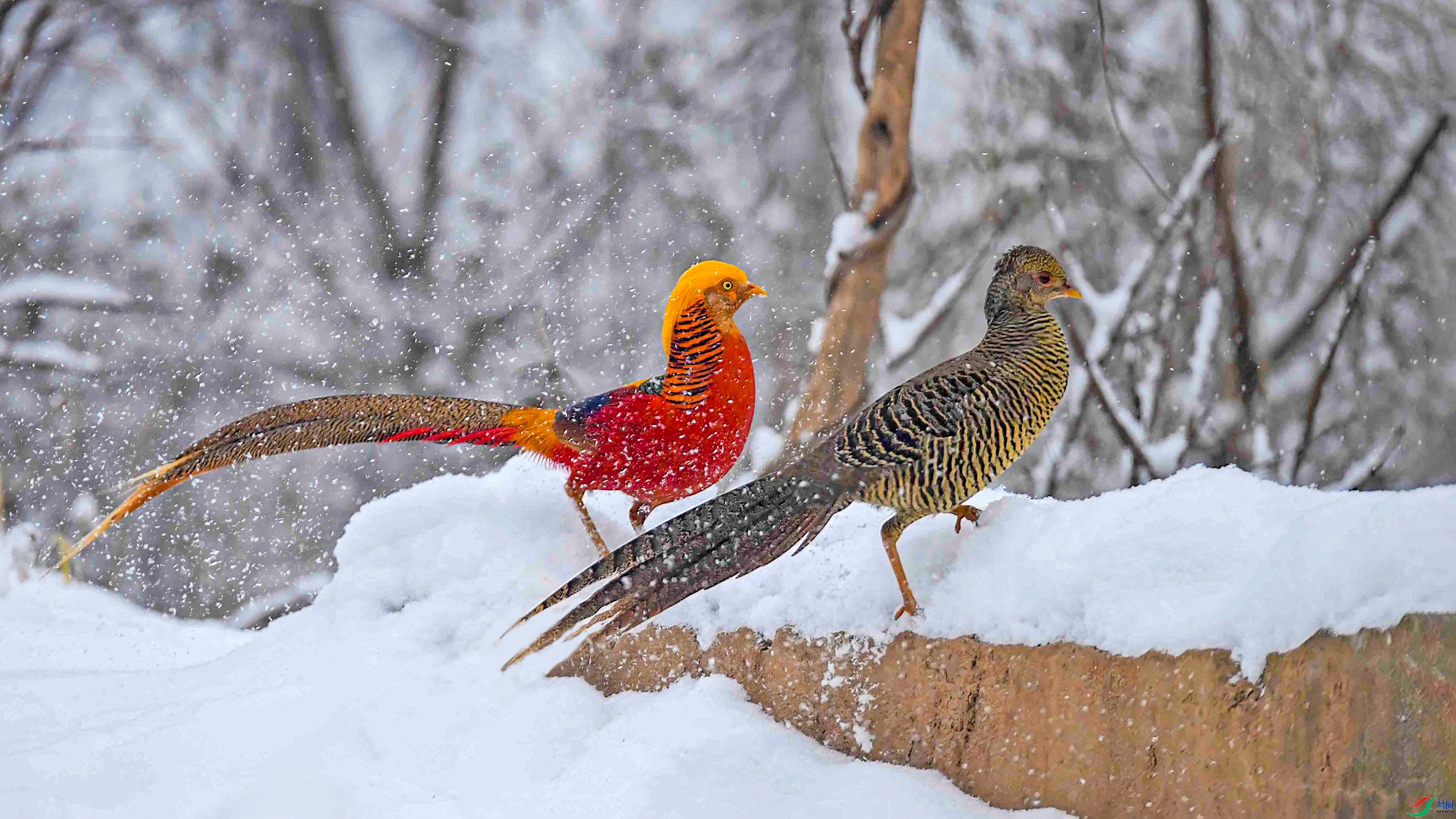 9.24wh�ϳ���ʦ��Ʒ   ������ѩ��  �ٻ�2023��9��24����ҳ����.jpg