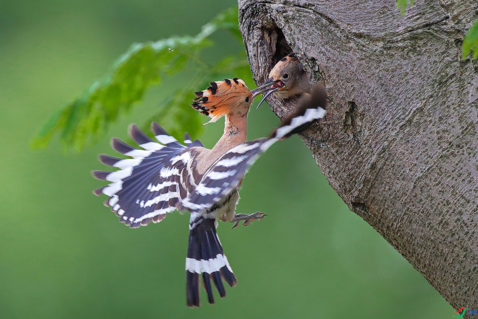 9.24��ʯɽ����ʦ��Ʒ   ��ʤ  �ٻ�2023��9��24����ҳ���� .jpg