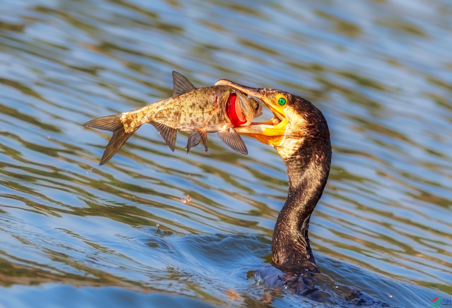 9.24���ʿ���ʦ��Ʒ   ����  �ٻ�2023��9��24����ҳ����.jpg