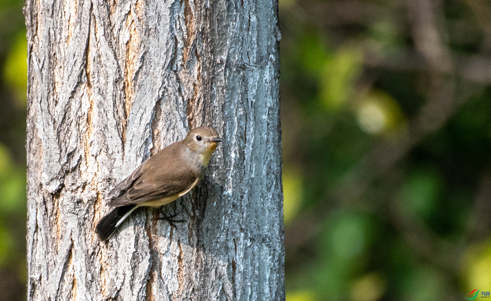 DSC_9534.jpg