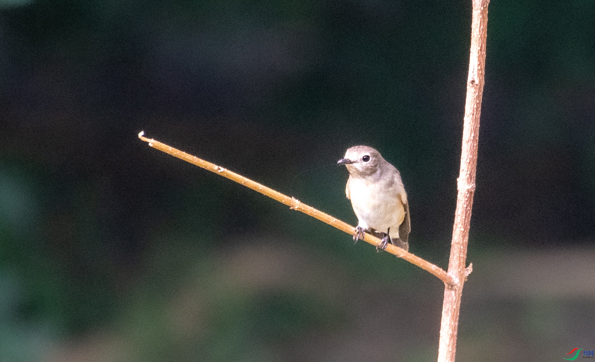 DSC_9583.jpg