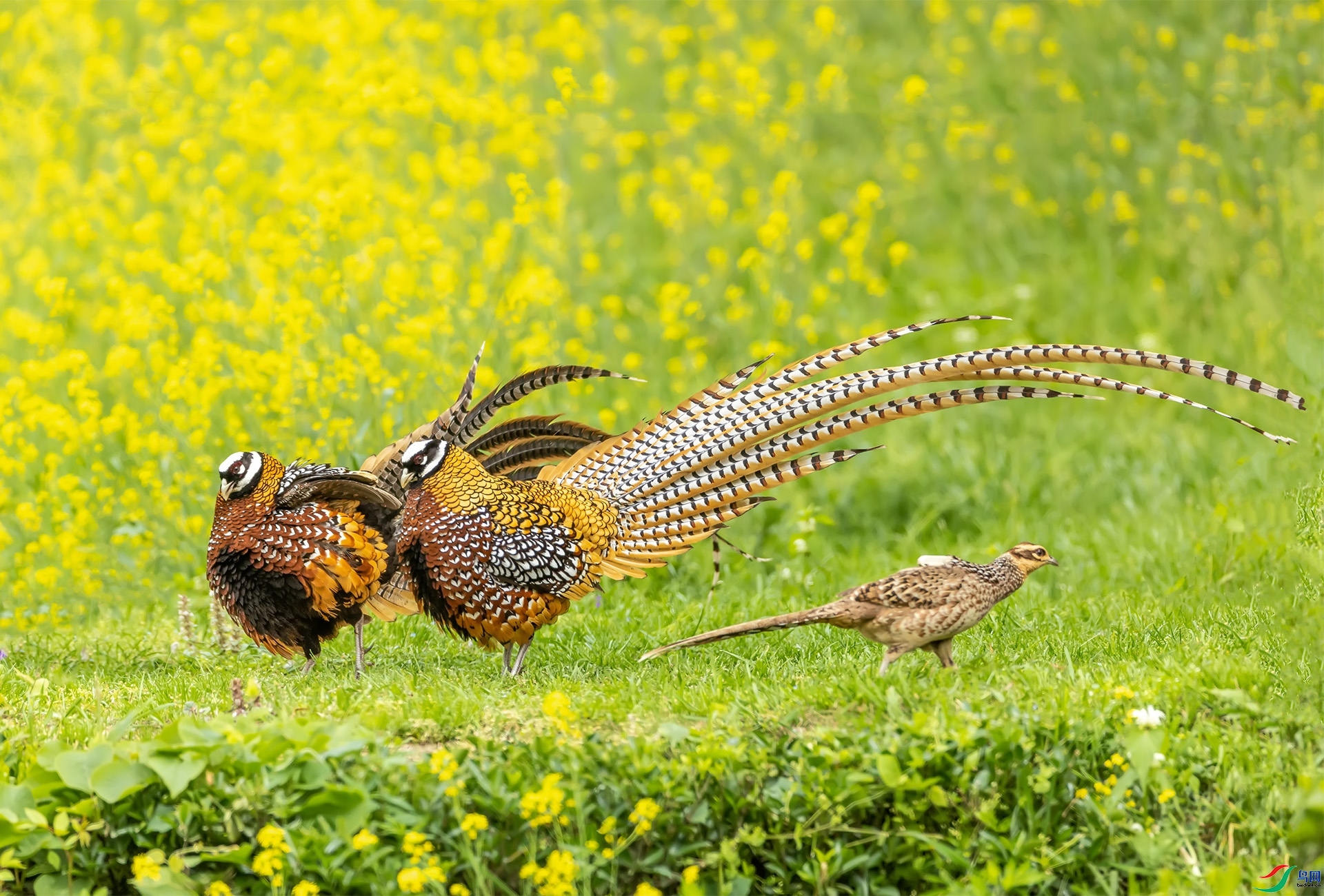 9.26л������ʦ��Ʒ   ˫������  �ٻ�2023��9��26����ҳ����.jpg