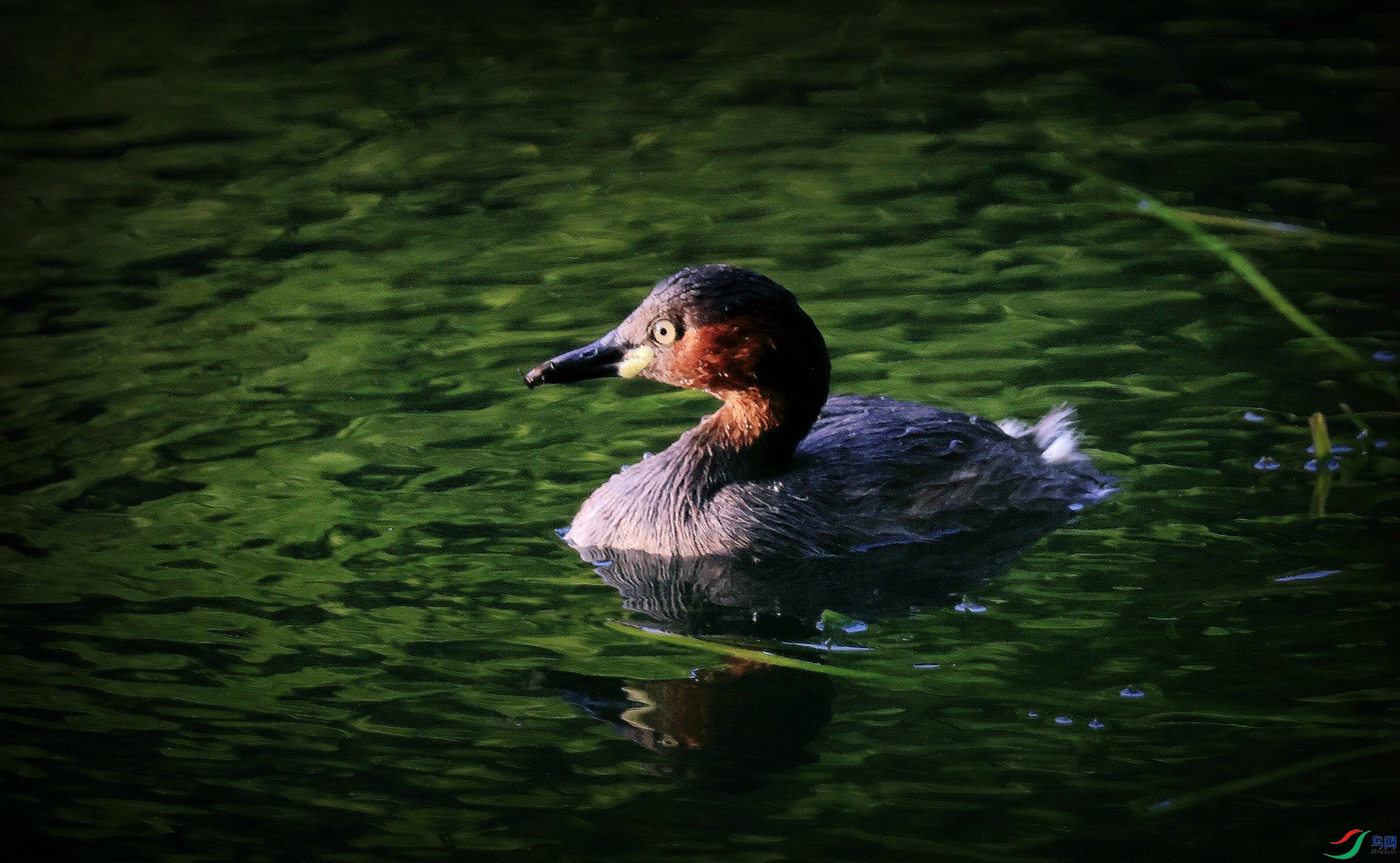 ��ˮ����