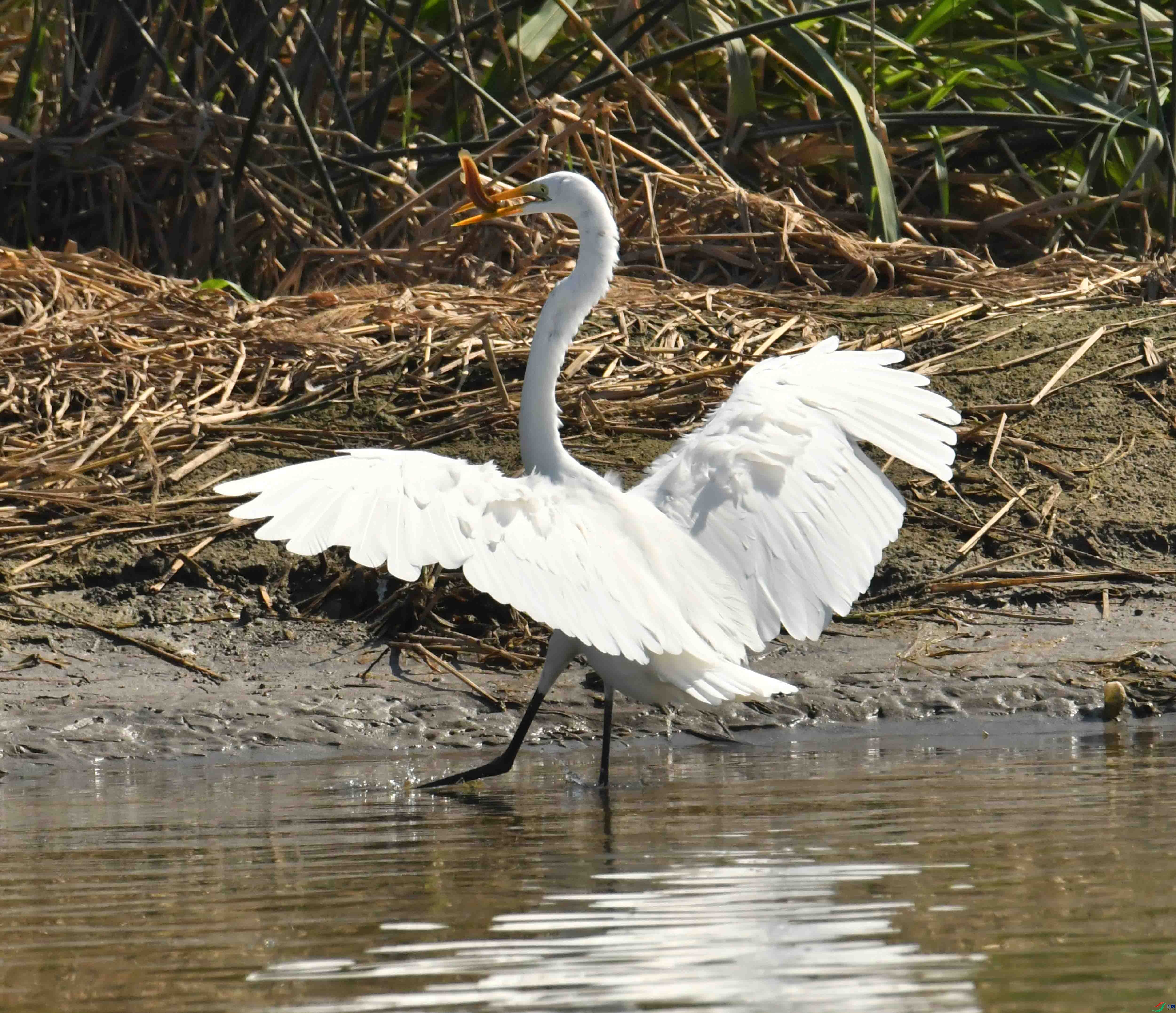 DSC_1376.JPG