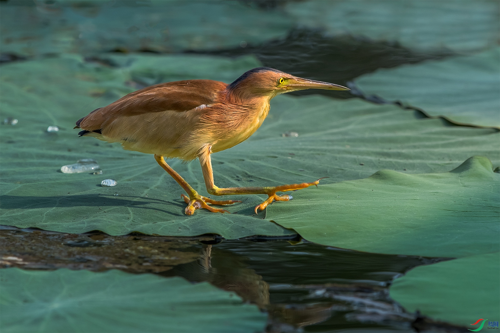 ��β�Z----���ƴ���