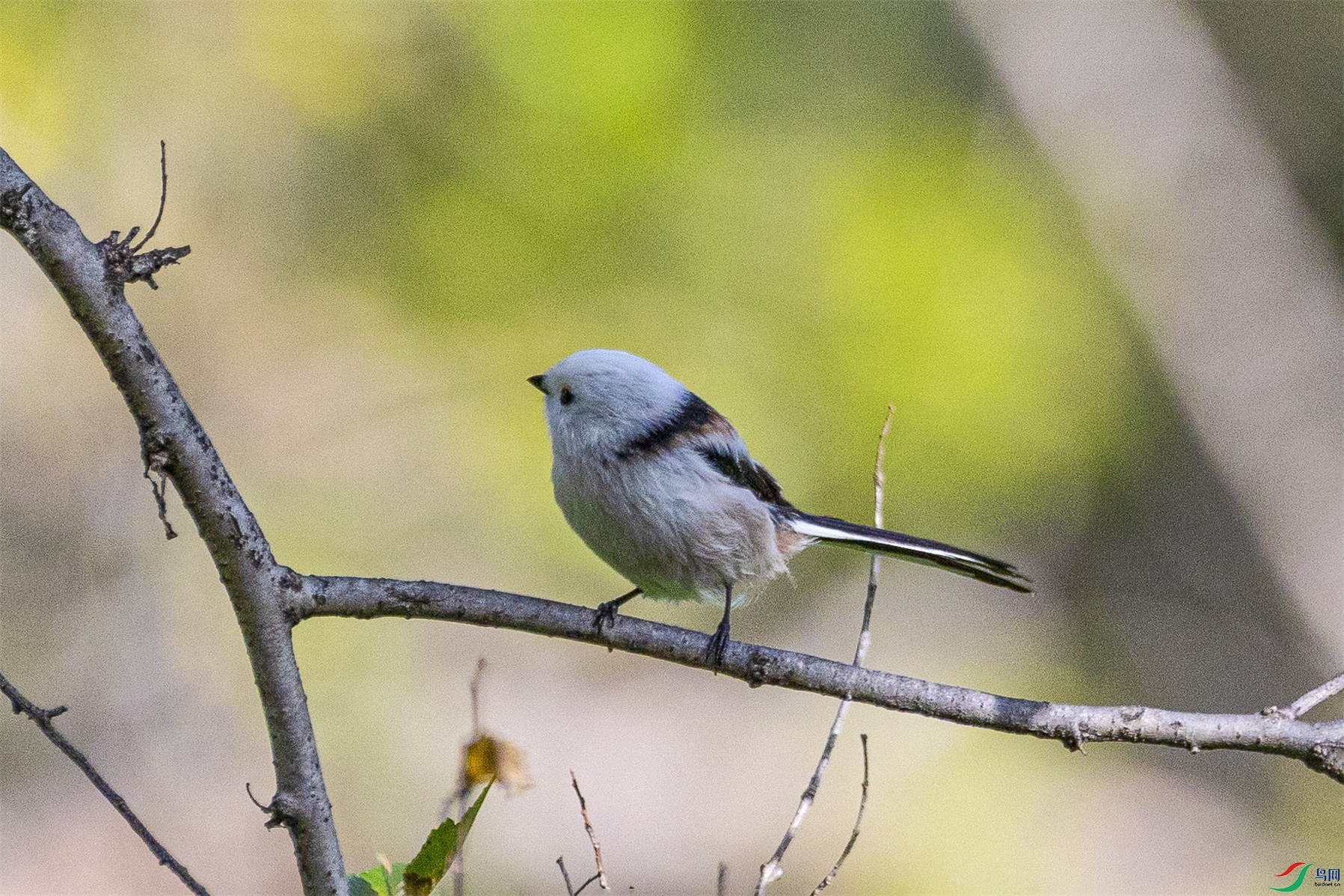 1K3A0198 ����1.jpg