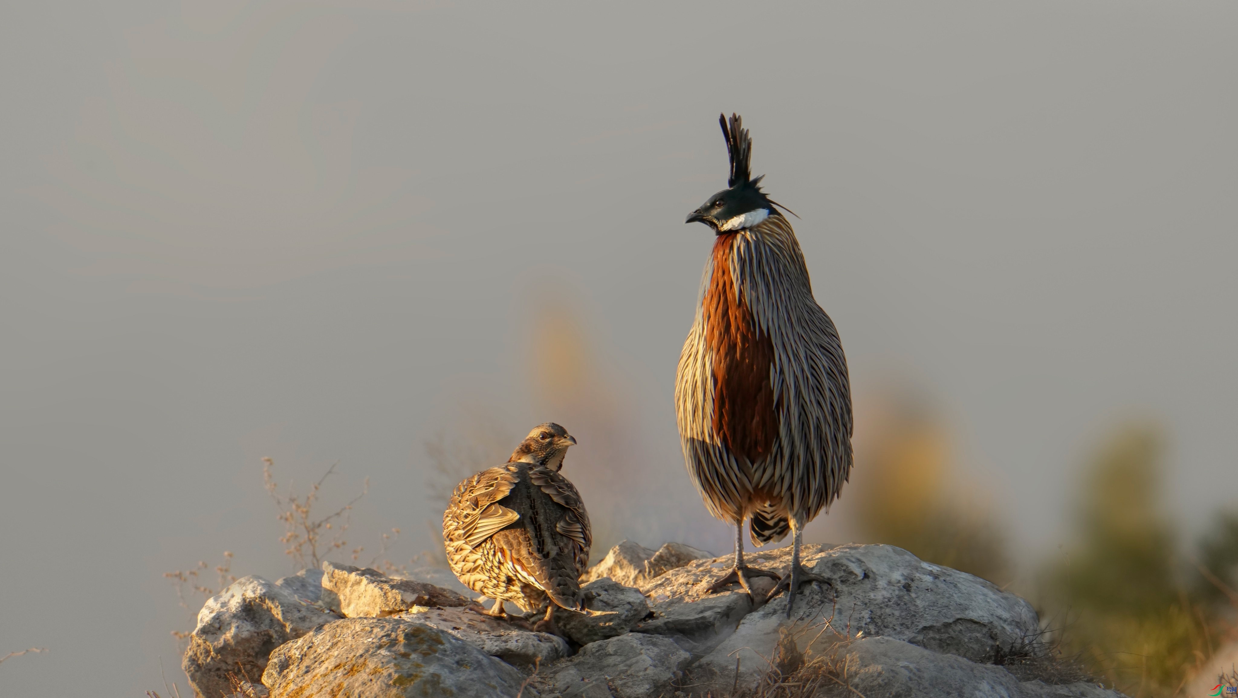 DSC07202 ����_edit_49726687791758_polarr.jpeg