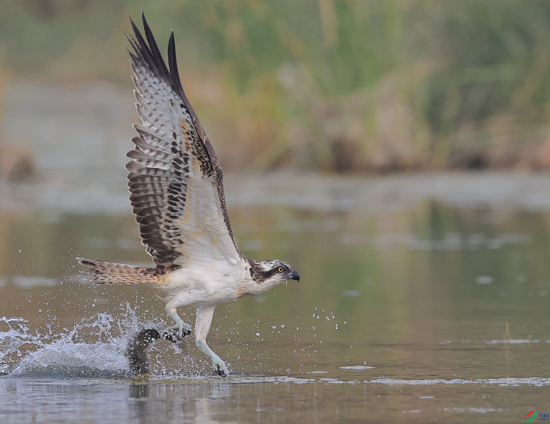 ������+<��ʤ��ȥ>+ľ�ӽ�